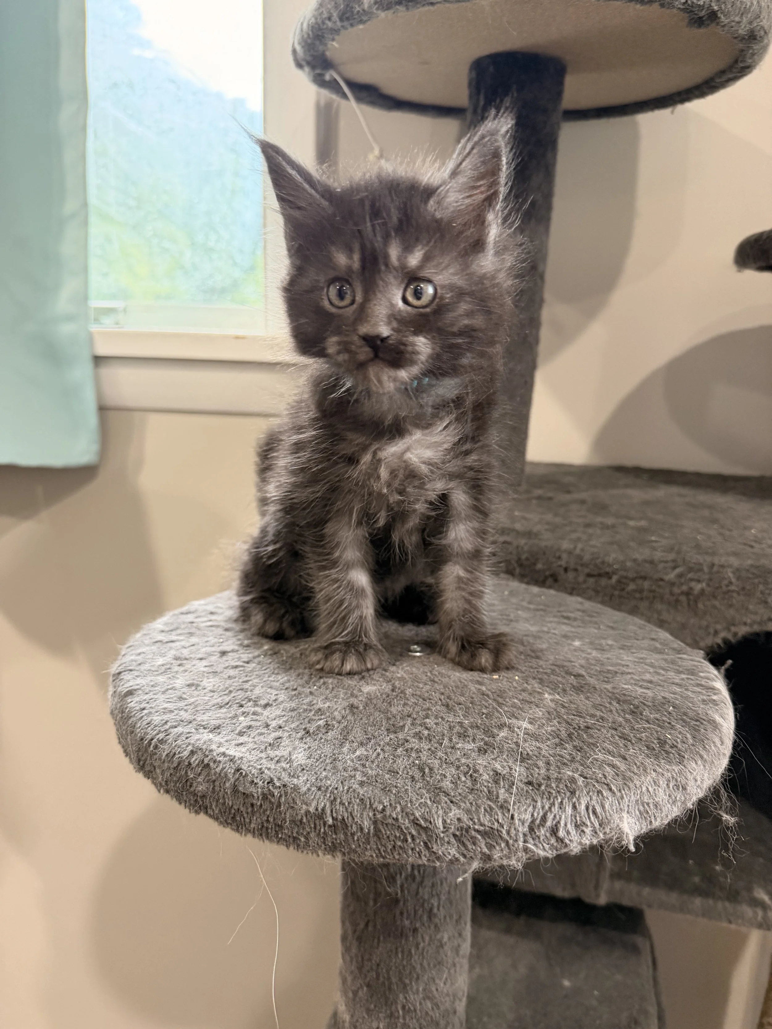 A gray and black kitten with yellow eyes standing on a beige, carpeted cat tree platform near a window.