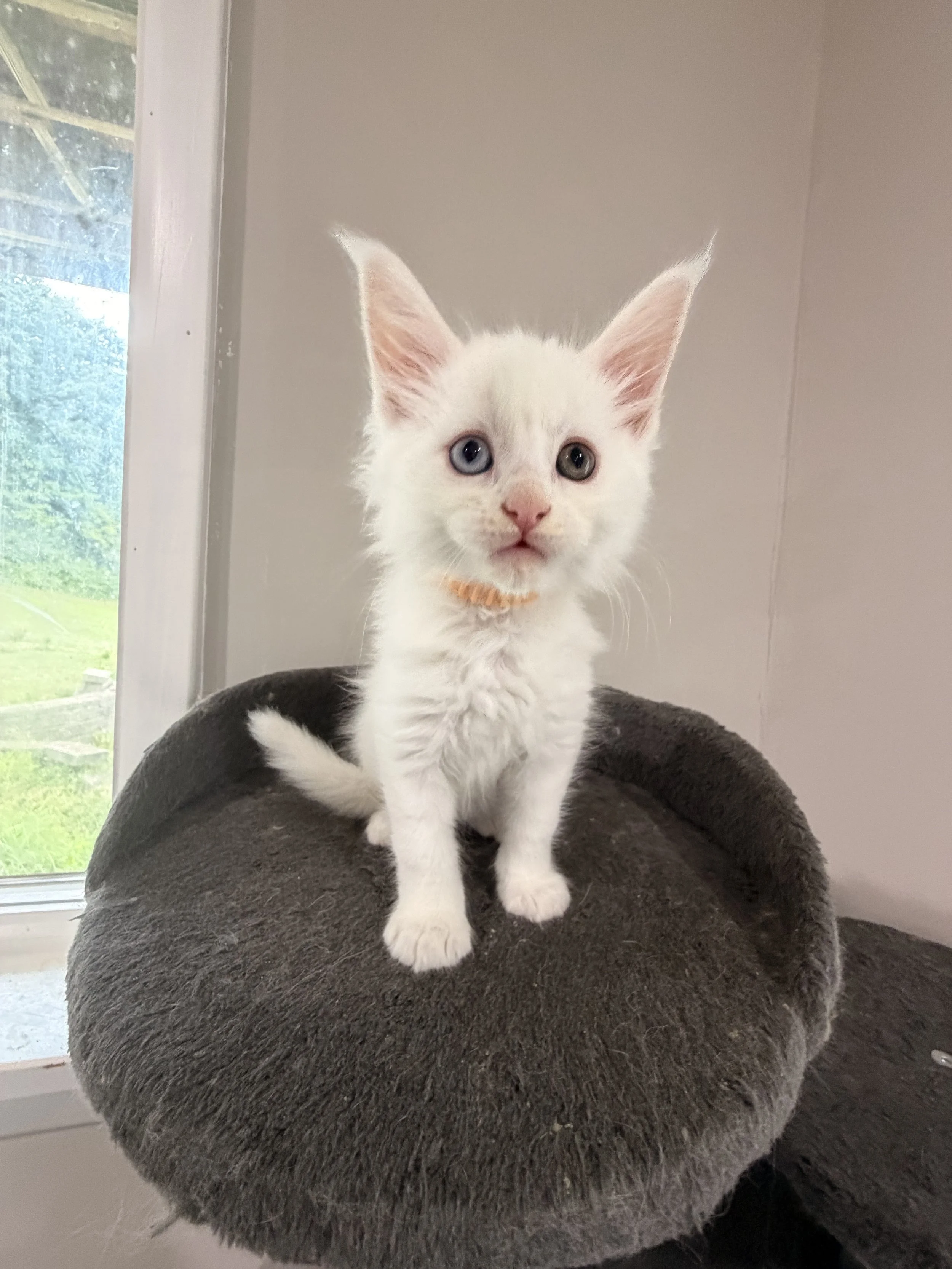 White kitten with blue and yellow eyes sitting on a round, gray, furry cat bed near a window.
