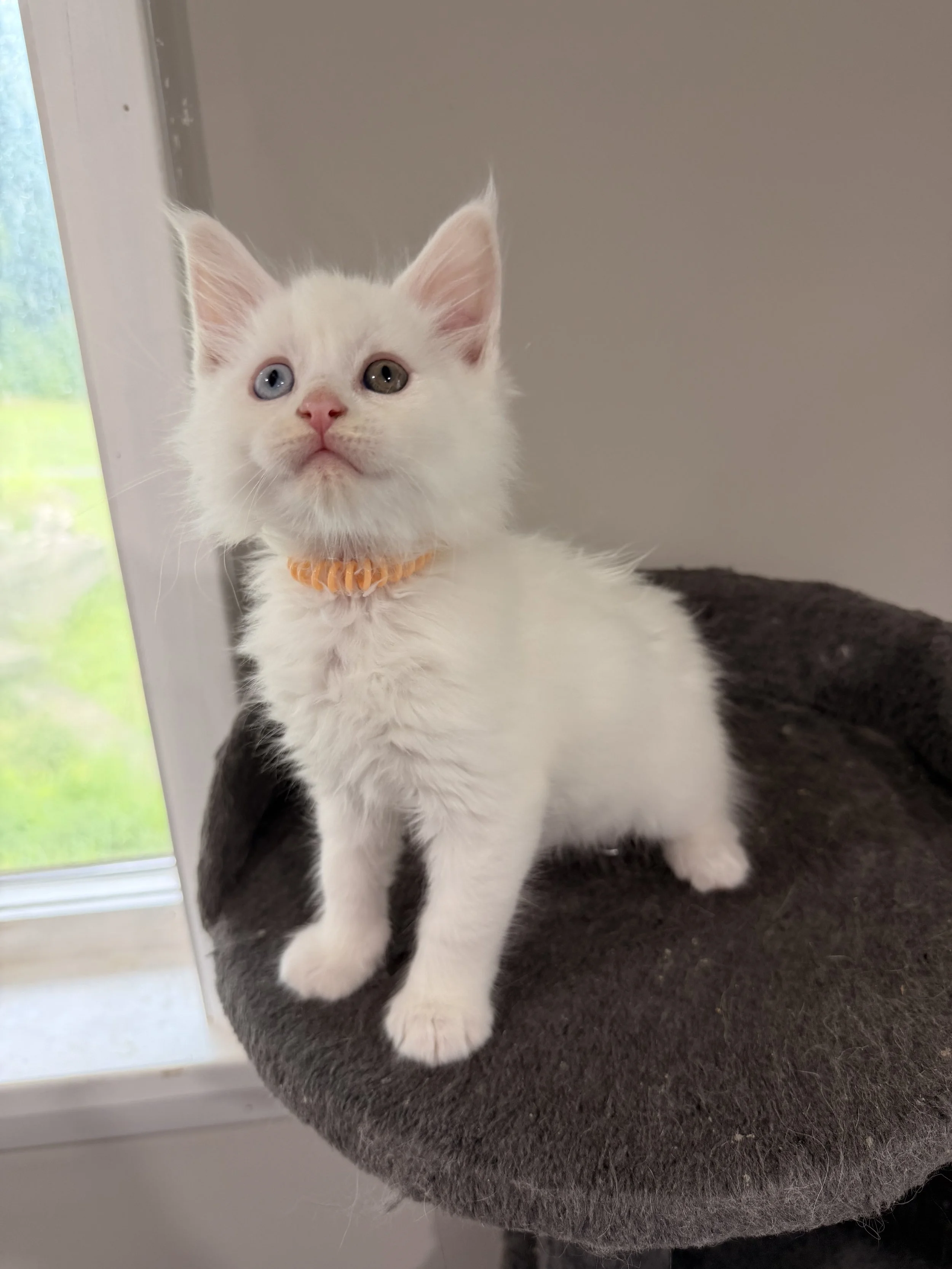 A white kitten with blue and brown eyes sitting on a dark gray carpeted surface near a window.