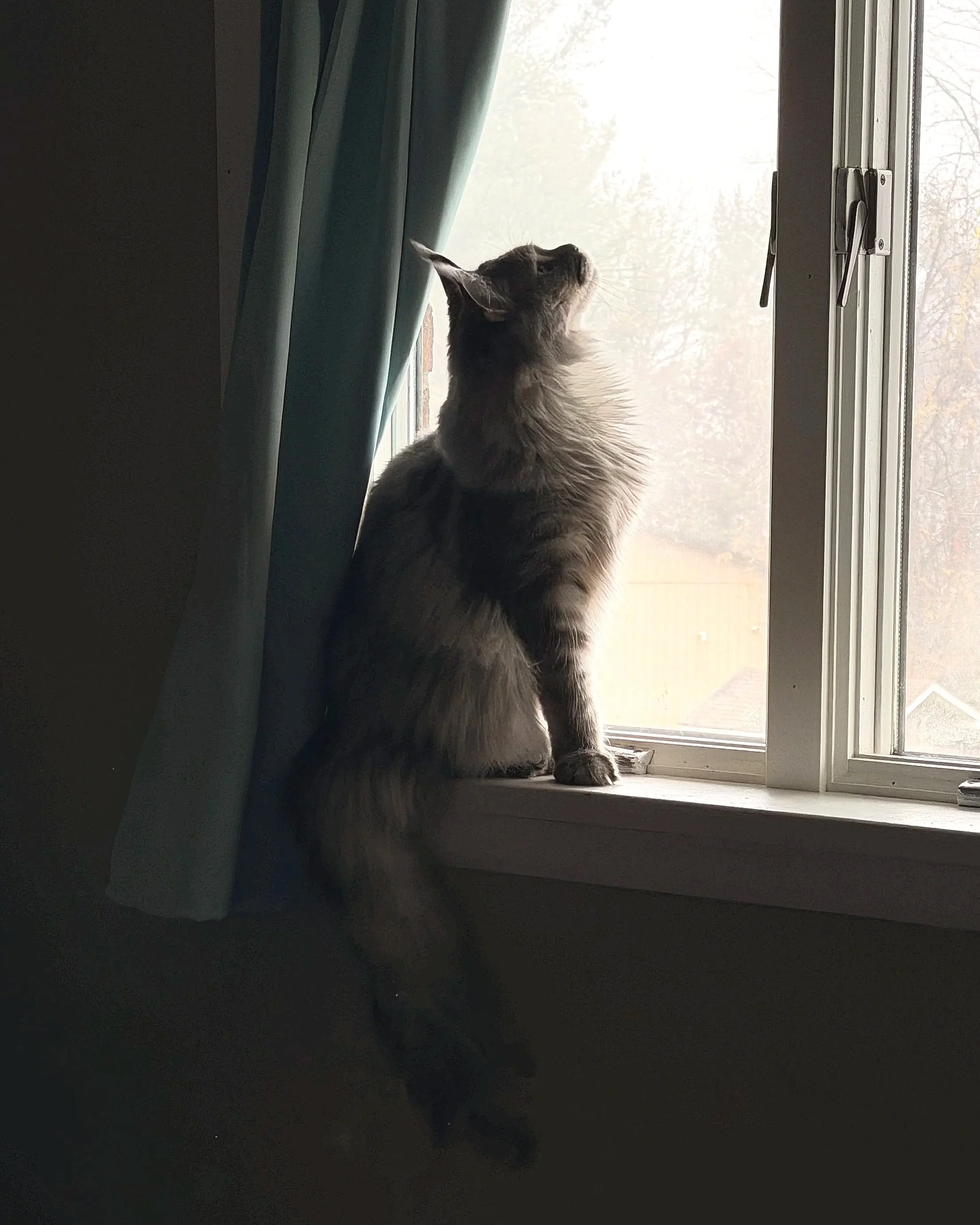 Companion, spayed female, Kiara. Maine Coon silhouette looking out window.
