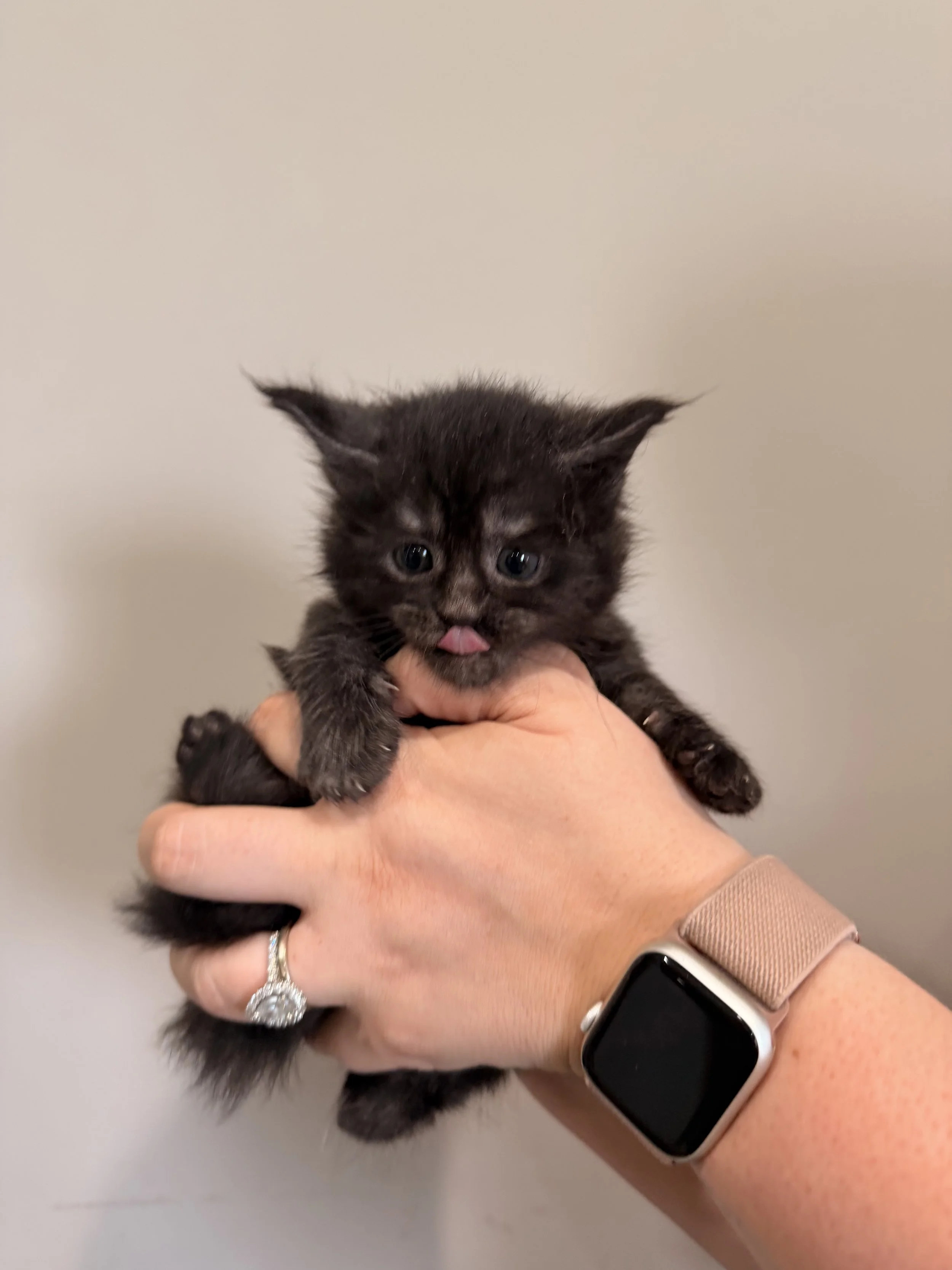A person is holding a small, fluffy black kitten with blue eyes. The person wears a gold ring with a large stone, a silver bracelet, and a smartwatch with a beige band on their wrist.