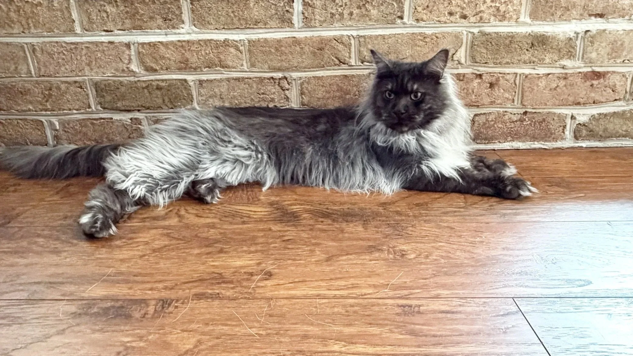 Black smoke long haired cat, maine coon adult, Onyx.