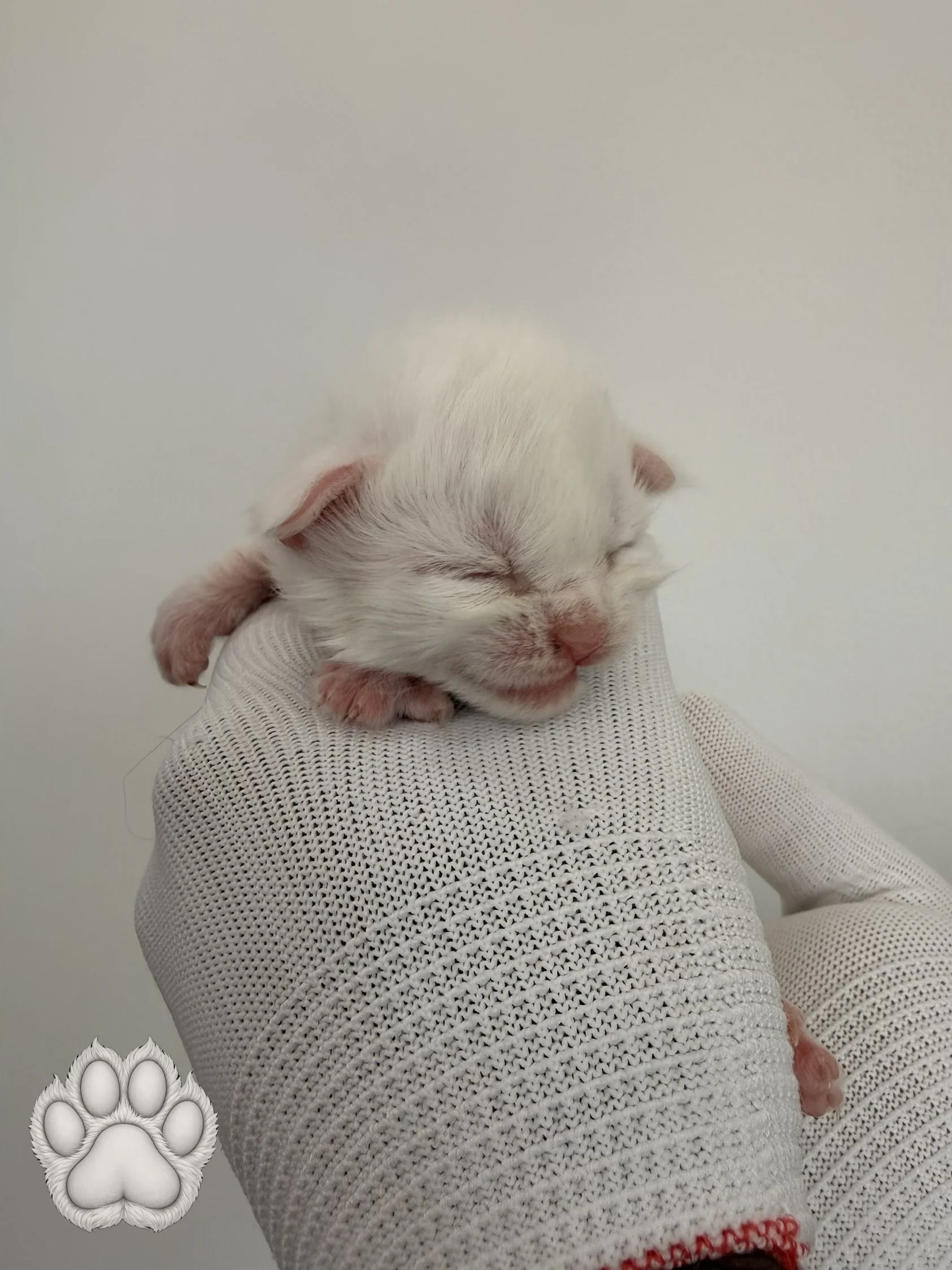 A person wearing a white long-sleeve knitted sweater is holding a tiny, sleeping white kitten with pink paws and ears against a plain off-white background.