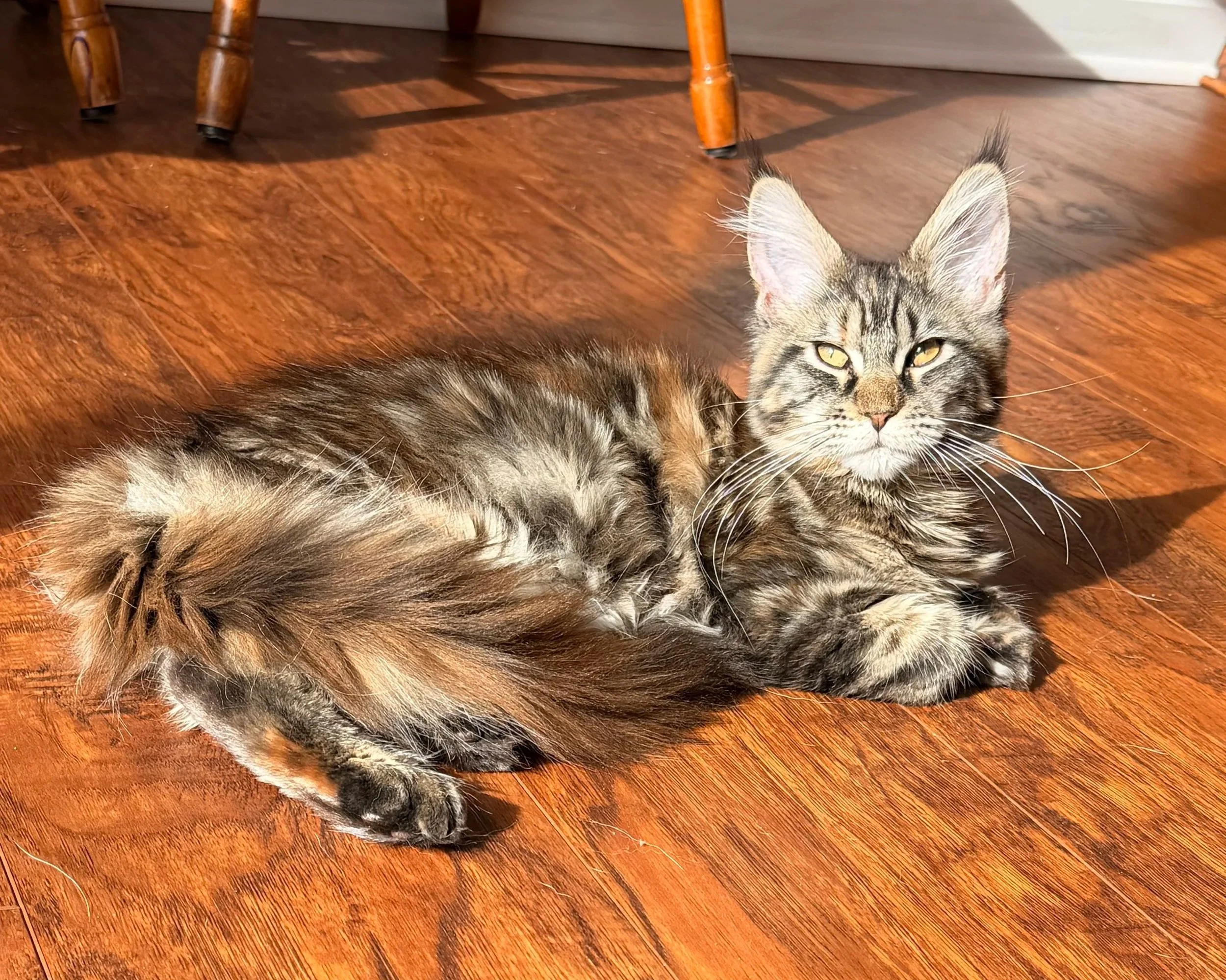Tortie tabby future Queen Roonie (Pumpkin)