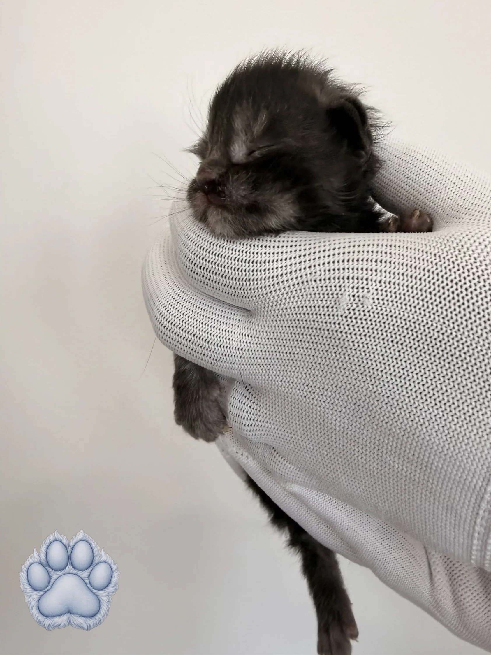 A tiny black kitten sleeping on a white knitted sock with a grayish paw print sticker nearby.