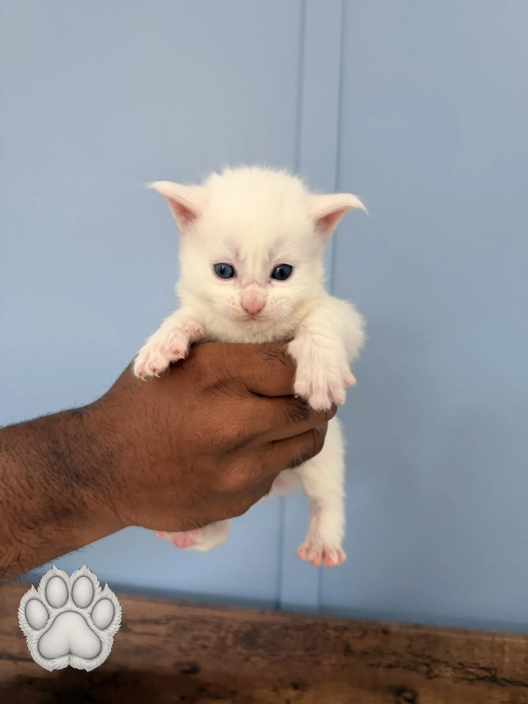 A person holding a tiny white kitten with blue eyes against a blue background. The person has dark skin and is holding the kitten with one hand, supporting its chest and front legs.