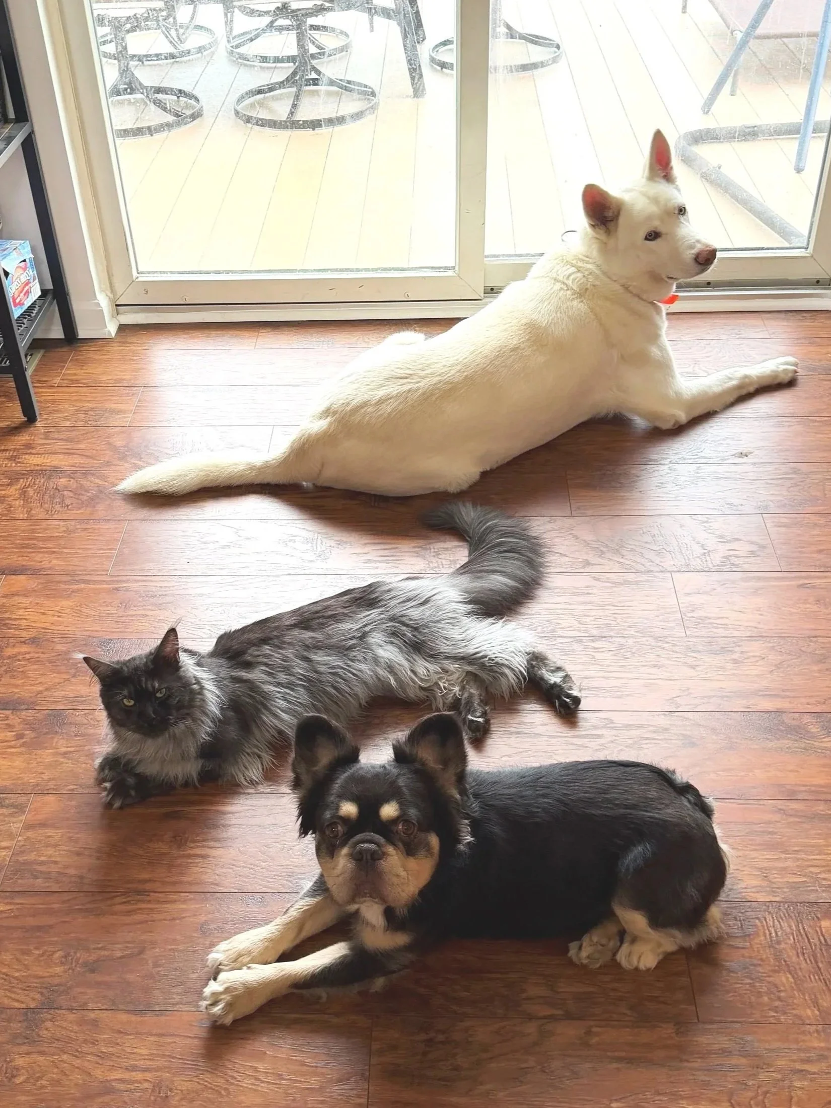 A group of dogs and a cat lying on a wooden floor near a glass door, with an outdoor patio visible through the glass. The group includes a large cream-colored husky with blue eyes, black smoke king Onyx, French Bulldog