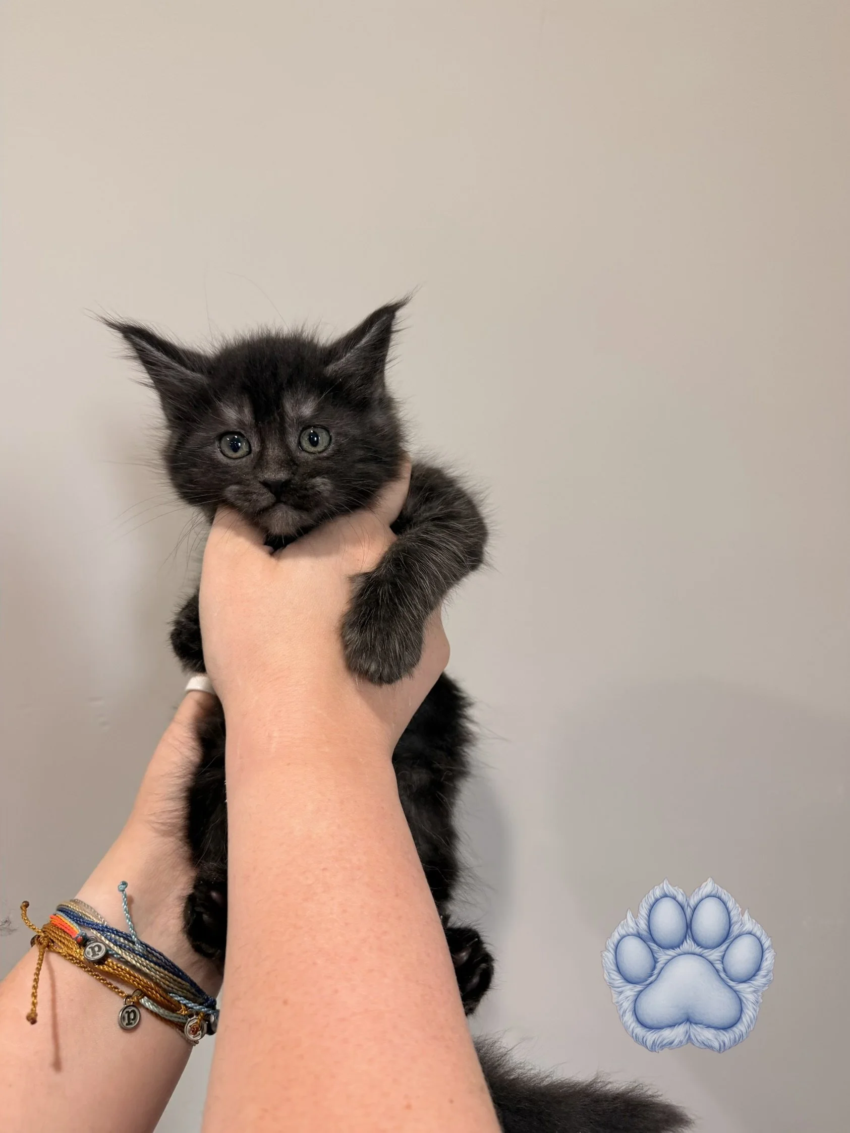 A person holding a black kitten against a gray wall with a decorative blue paw print sticker.