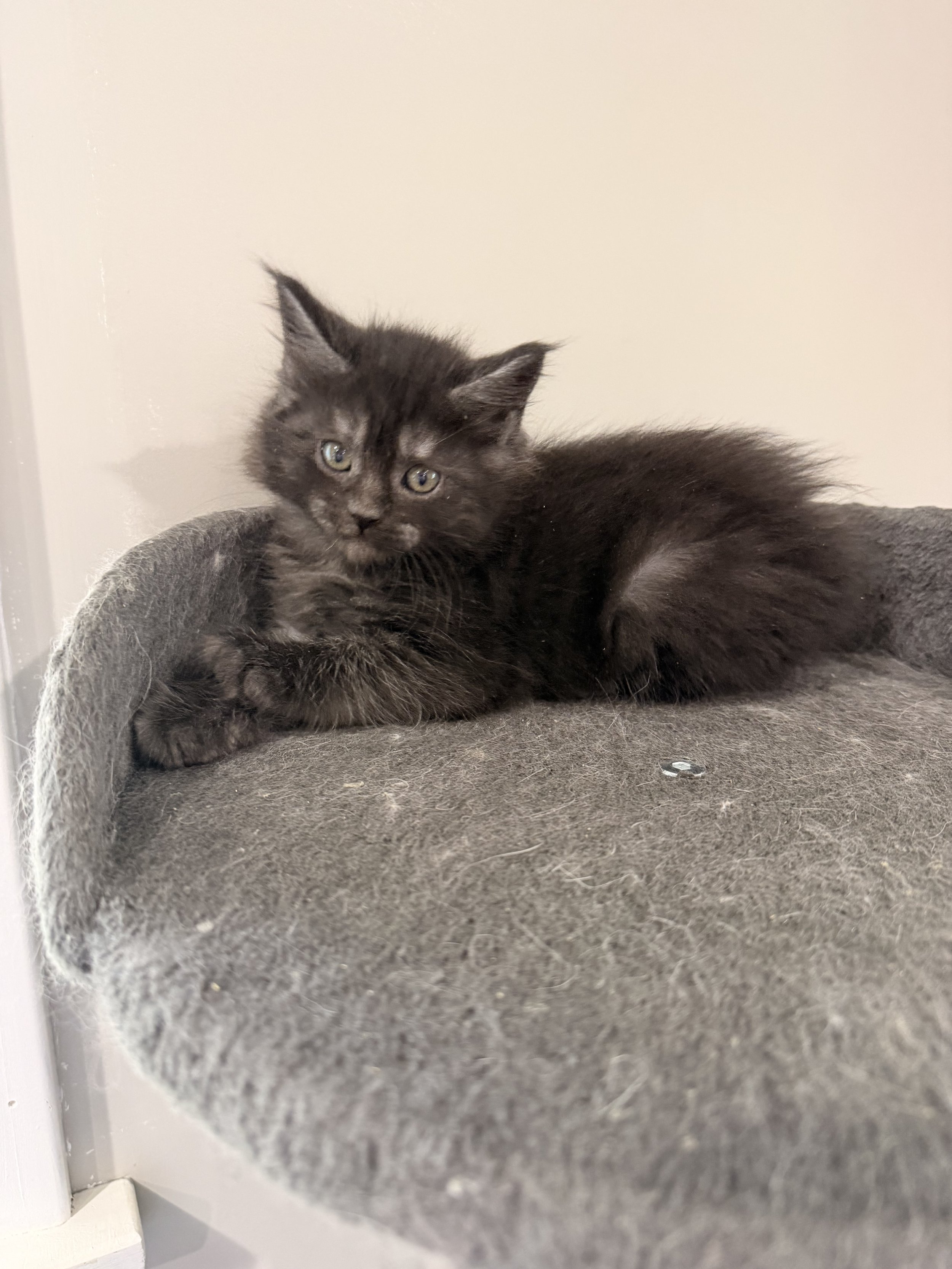 A black kitten with yellow-green eyes lying on a gray, textured surface in front of a plain beige wall.