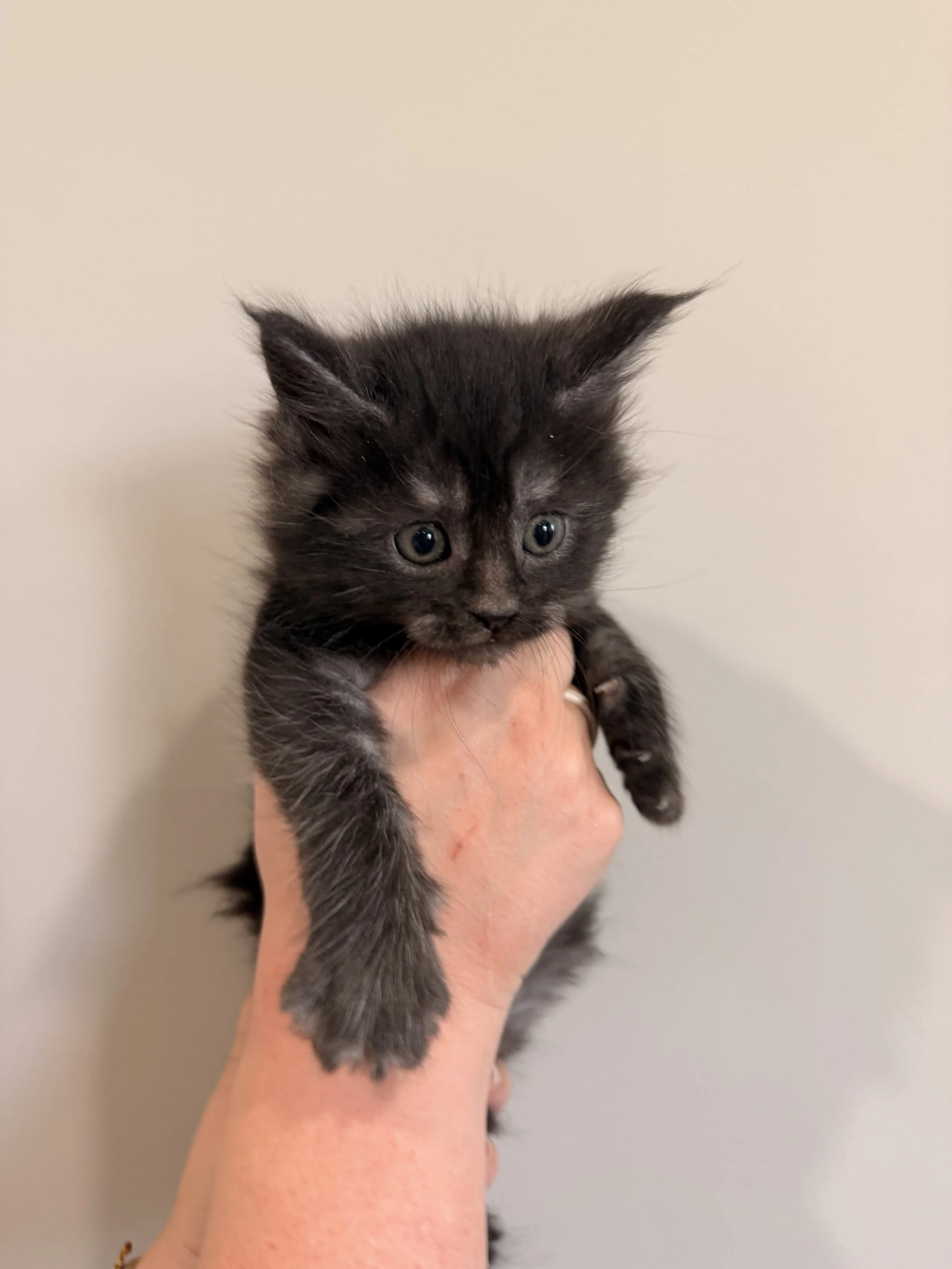 A person holding a black kitten with blue eyes against a plain off-white background.