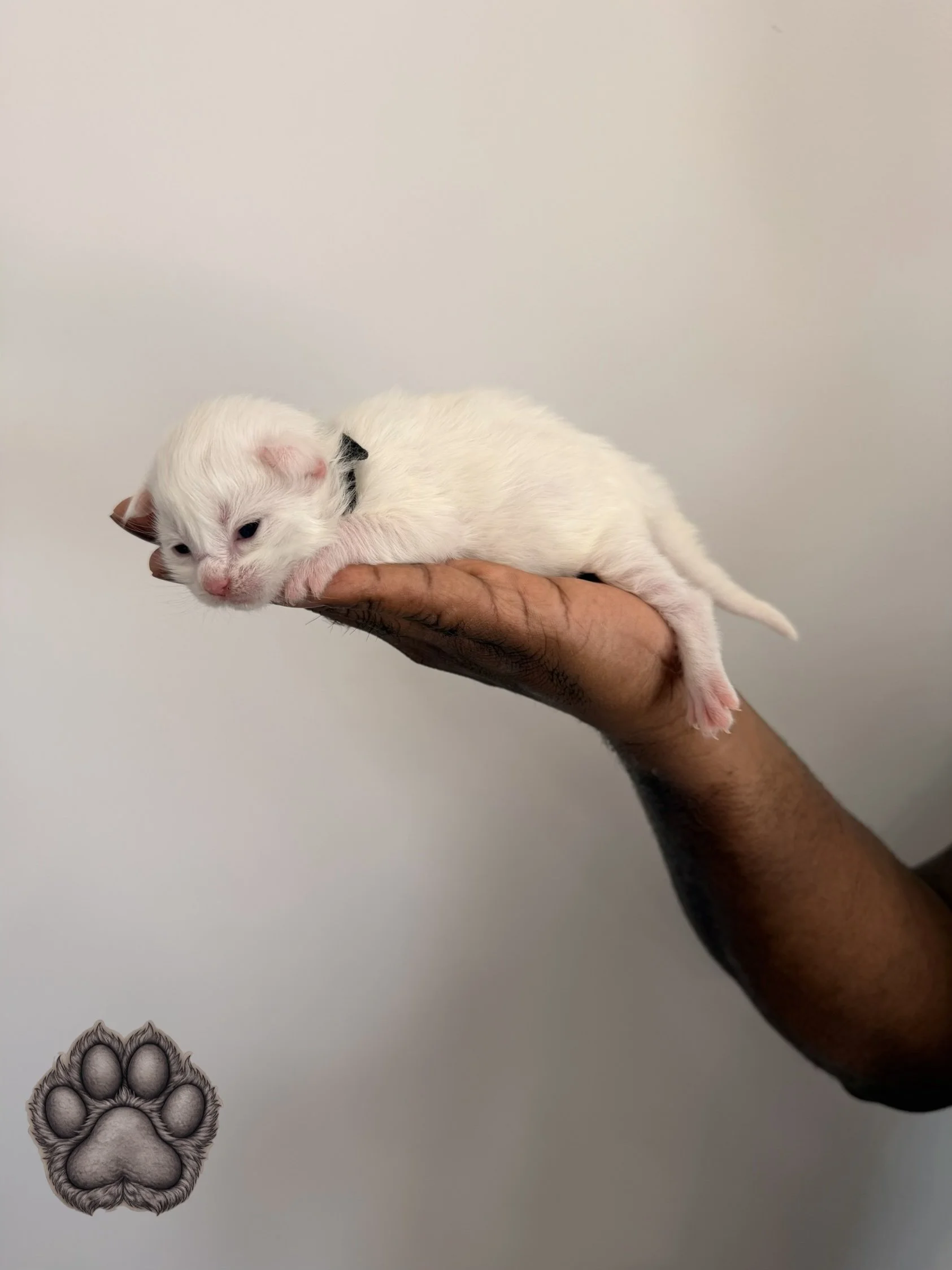A hand holding a small white kitten with closed eyes and pink paw pads against a plain white background.