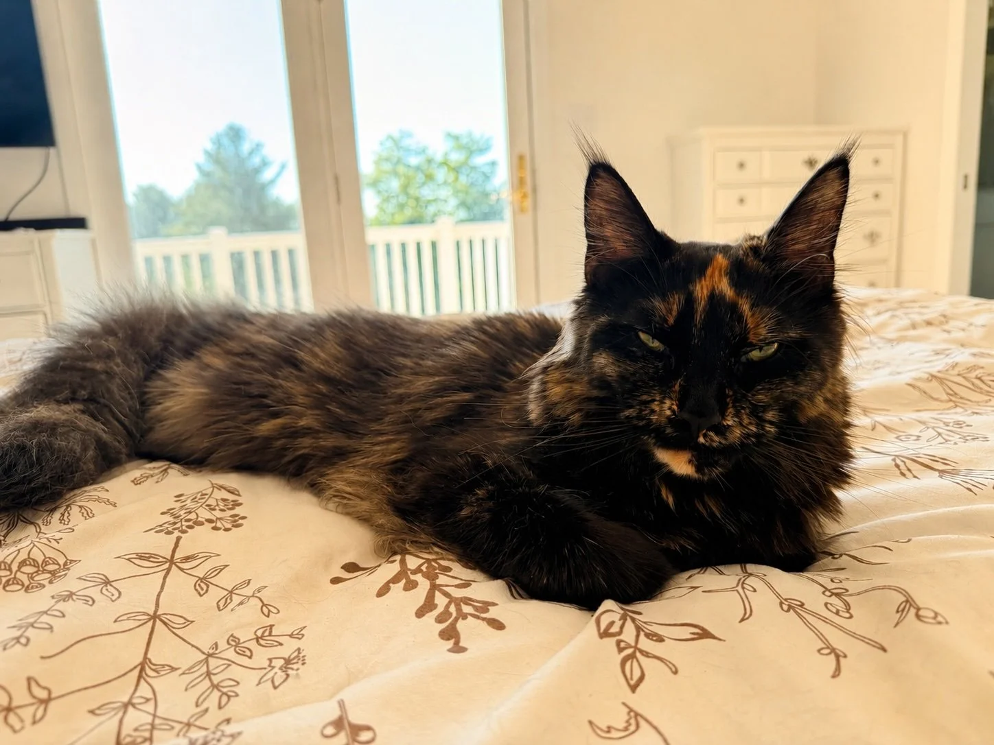 A calico cat lying on a bed with floral-patterned sheets, in a room with large glass doors looking out onto a balcony with trees in the background.