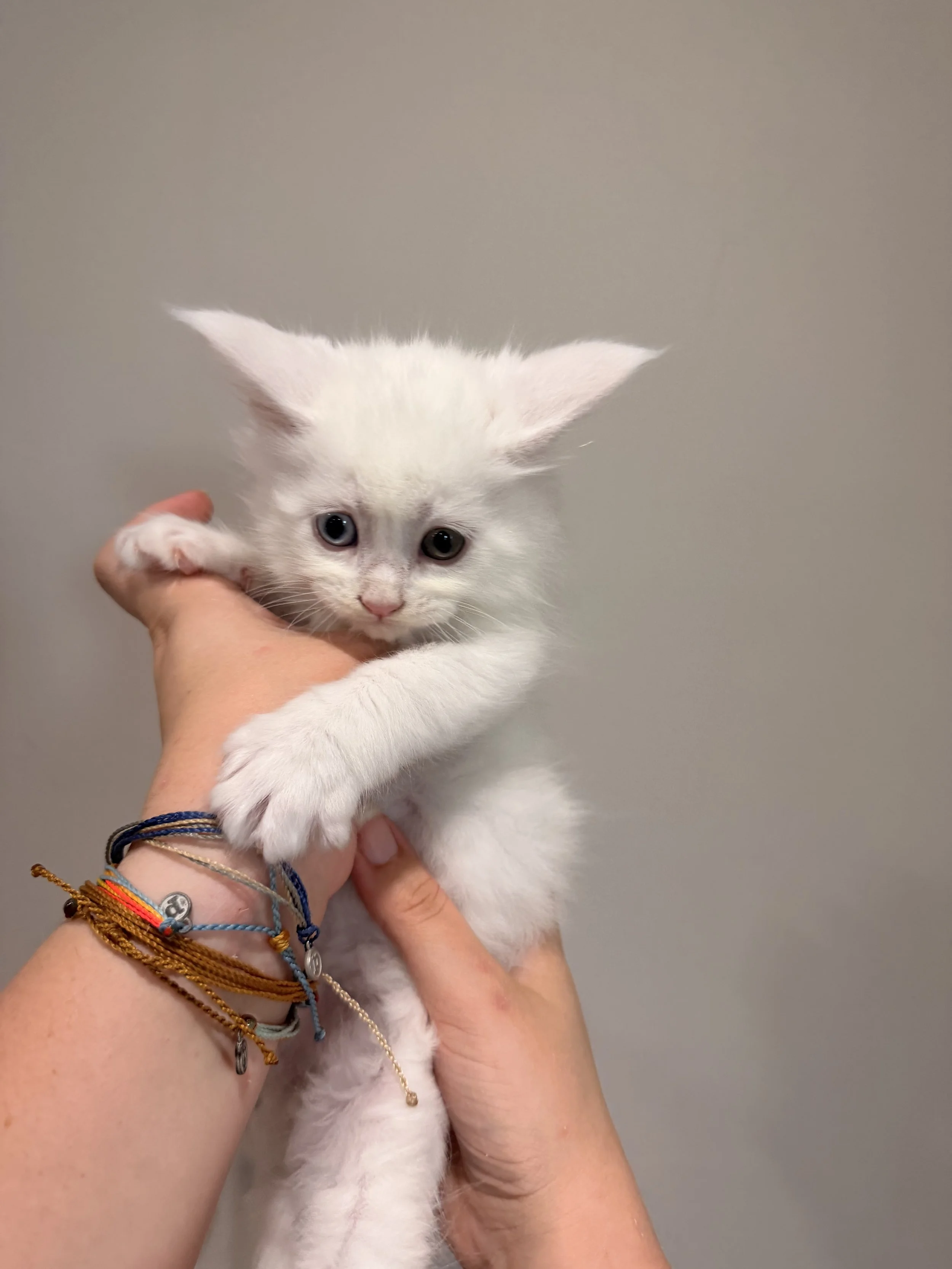 A person is holding a white kitten with heterochromatic eyes, one blue and one amber, against a plain background. The person is wearing multiple colorful bracelets.