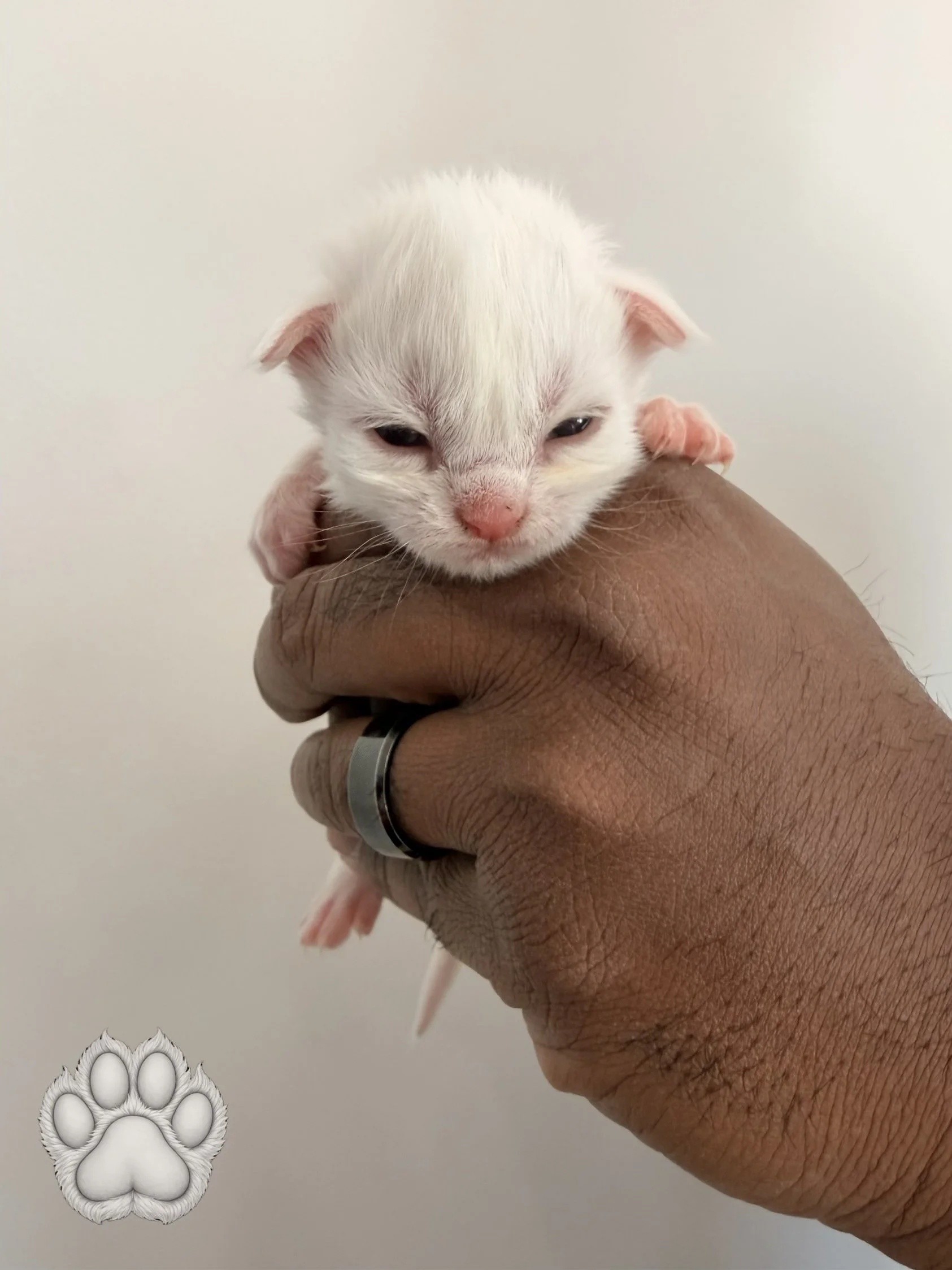 A person holding a small white kitten with pink ears and nose against a plain background.