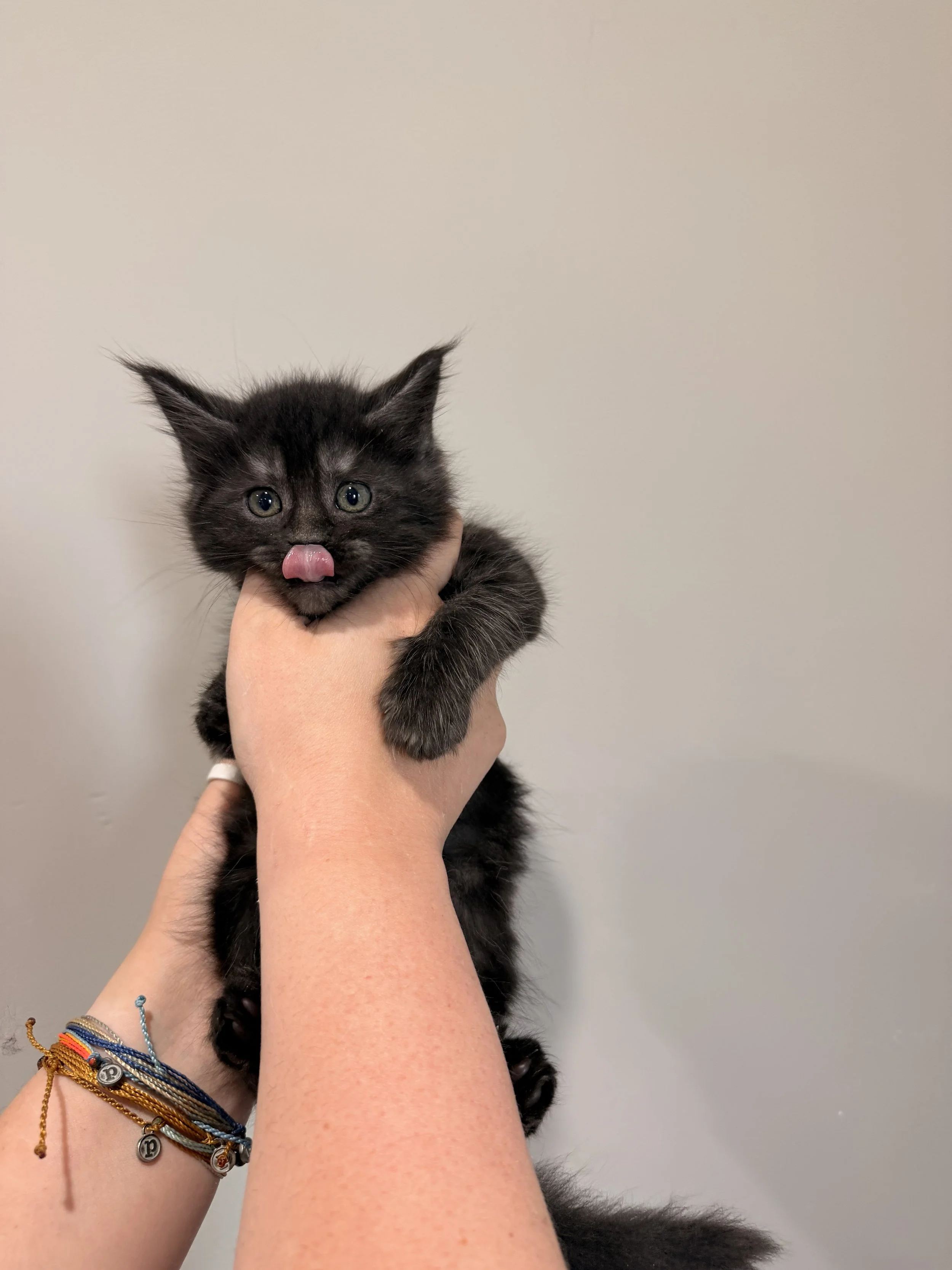 A person holding a small black kitten with gray markings, sticking out its tongue, against a plain gray background. The person is wearing multiple colorful bracelets on their wrist.