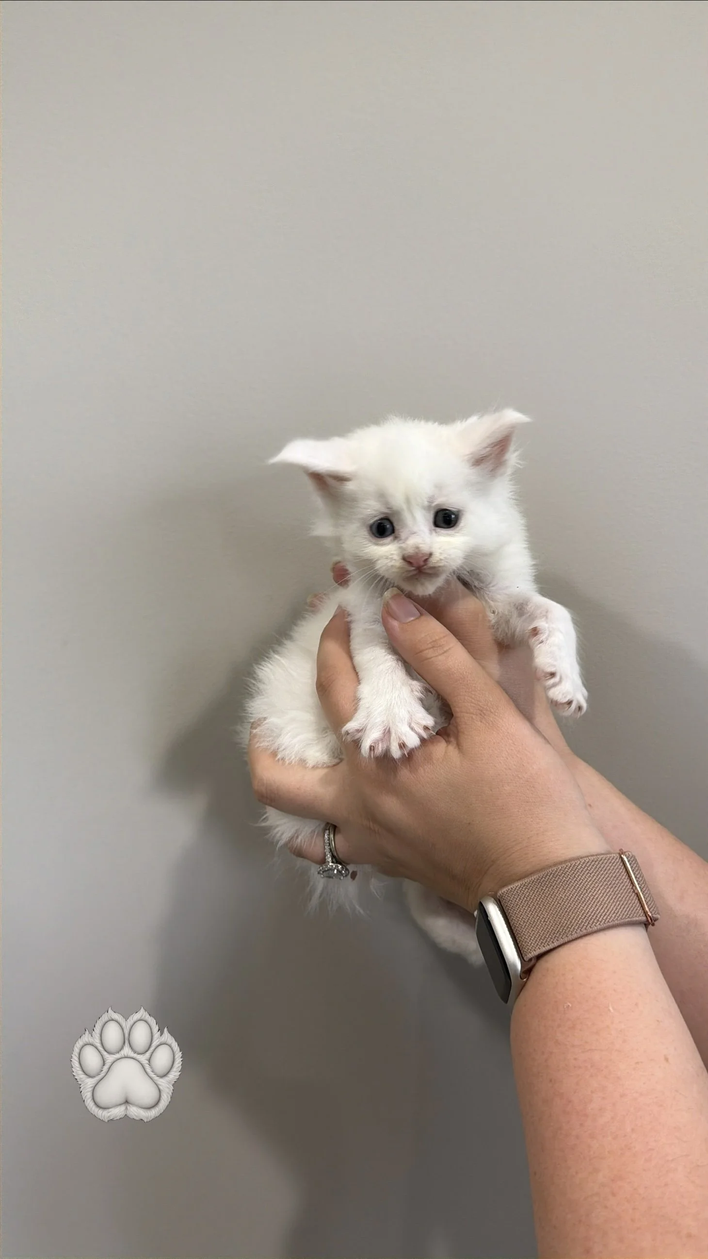 A small white kitten with blue eyes is being held by a person's hand against a plain light-colored background. The person is wearing a wristwatch and a ring.
