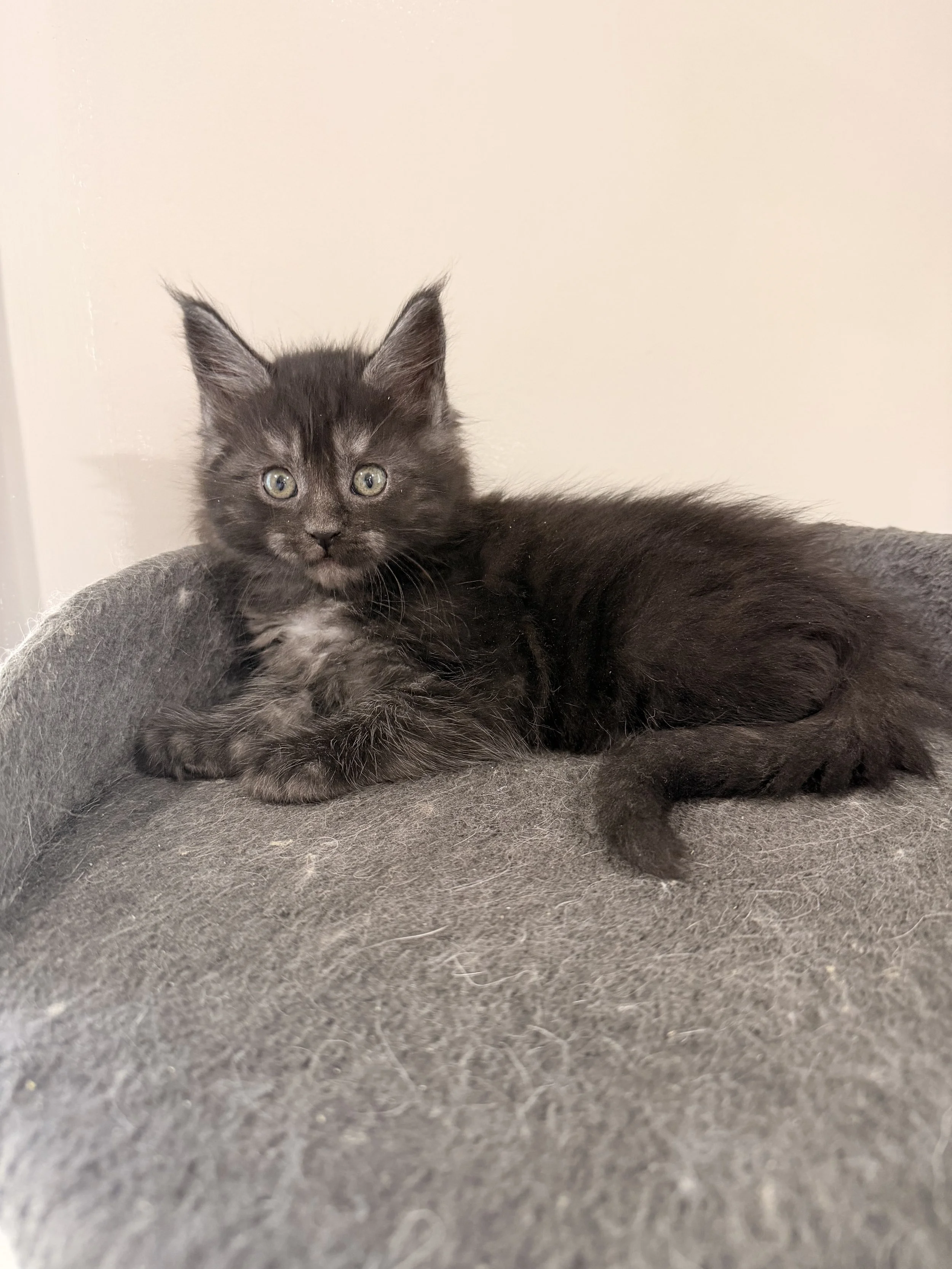 A black kitten with green eyes lying on a gray fuzzy blanket, gazing at the camera.