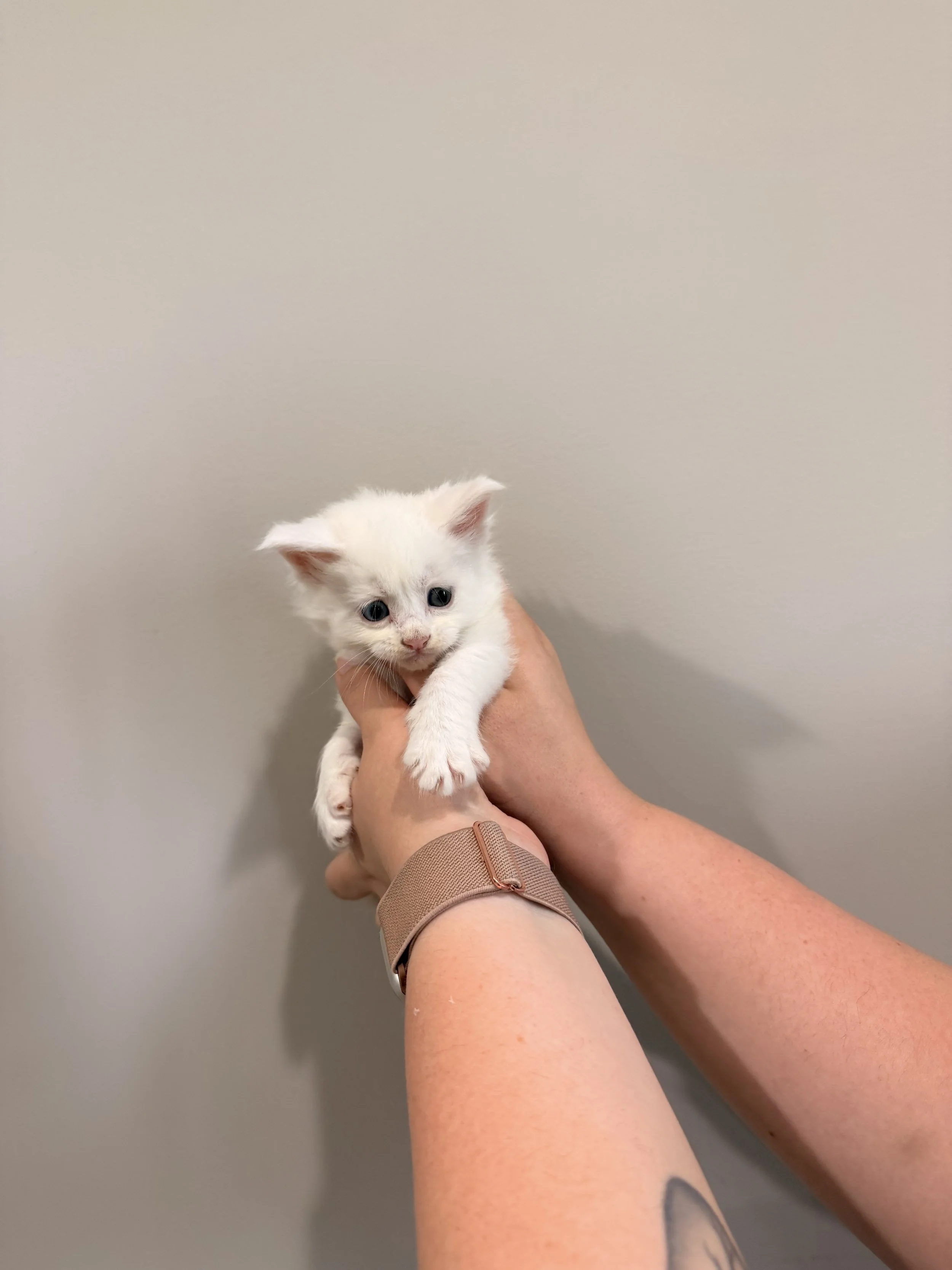 Person holding a small white kitten with blue eyes against a plain wall.