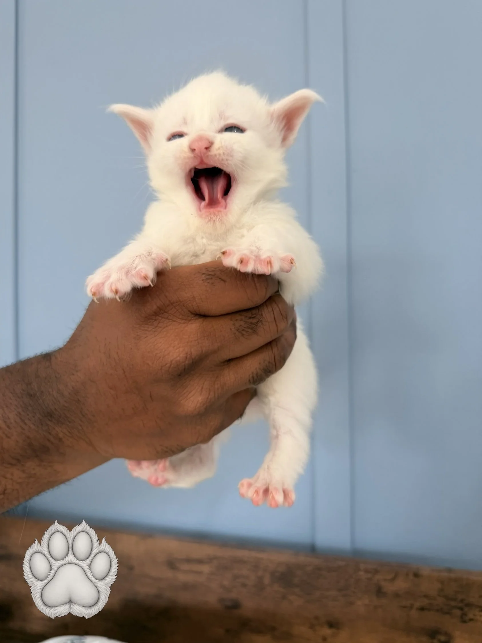 A person holding a tiny white kitten with closed eyes and an open mouth as if yawning or meowing, against a blue background.