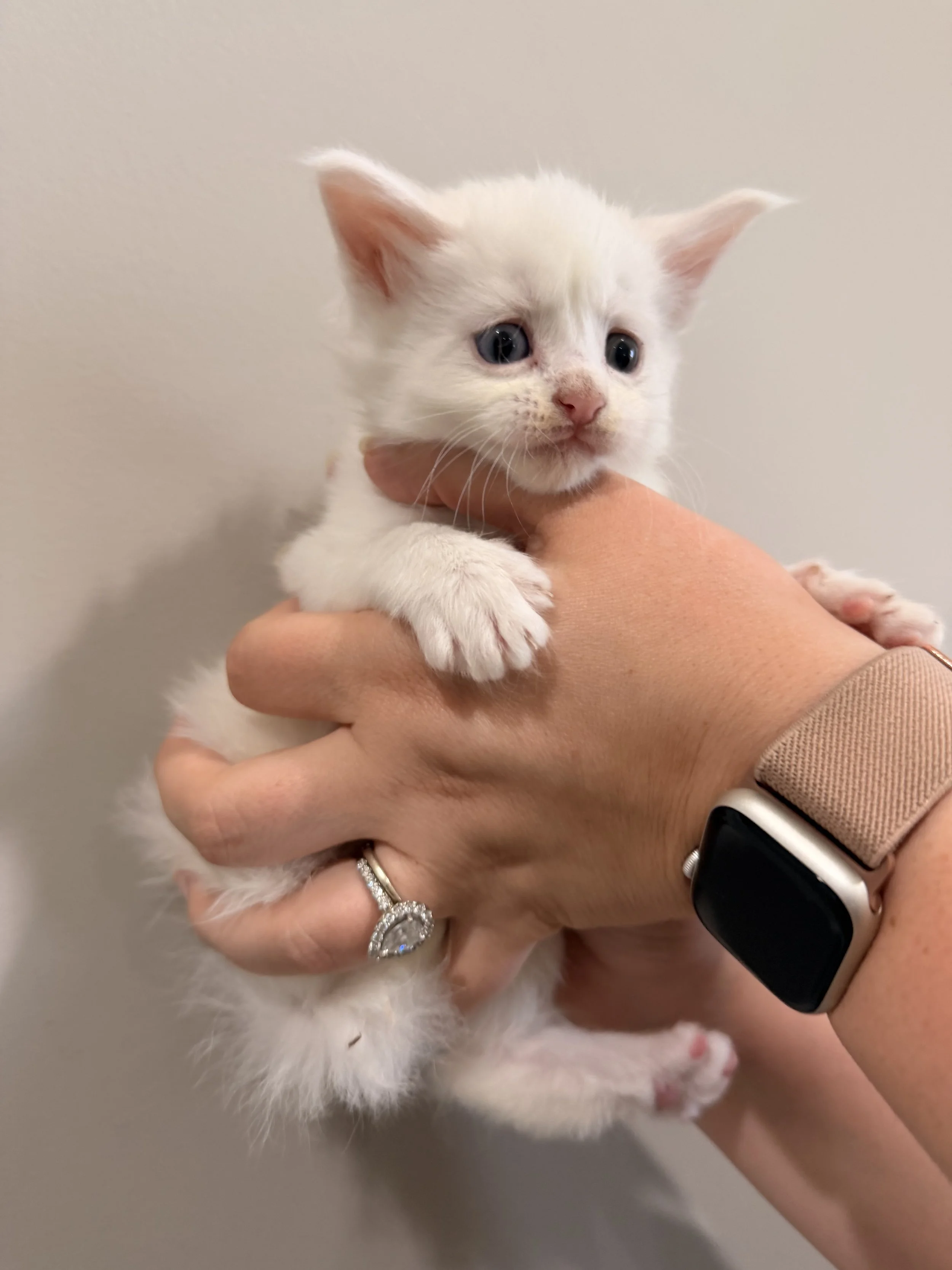 A person wearing a smartwatch and rings is holding a small, white kitten with blue eyes, pink nose, and large ears against a plain, light-colored background.