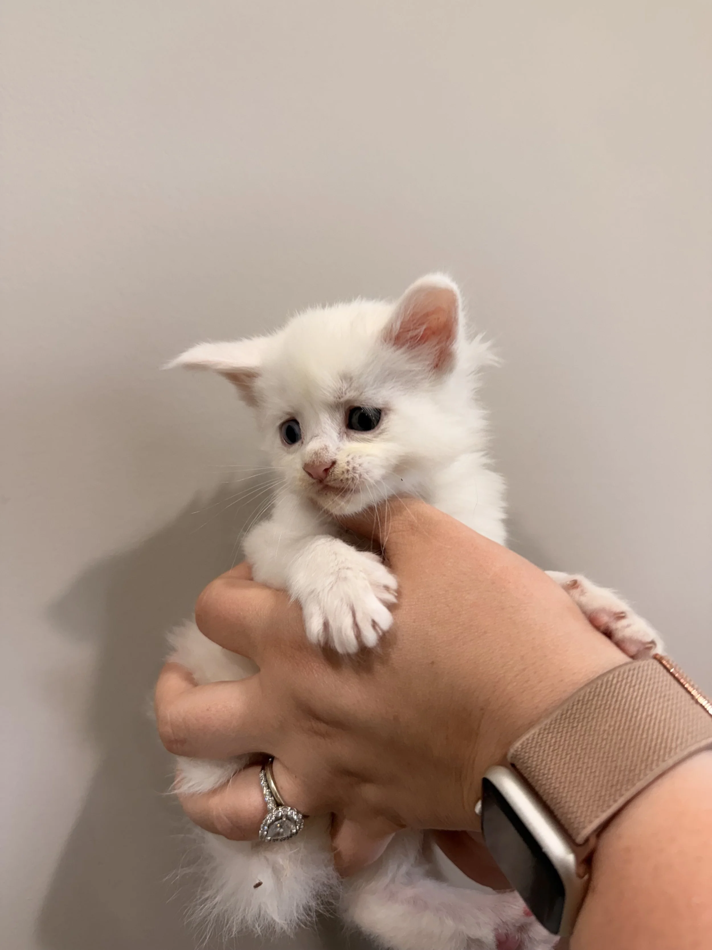 A person holding a small white kitten with blue eyes against a plain, light-colored background.