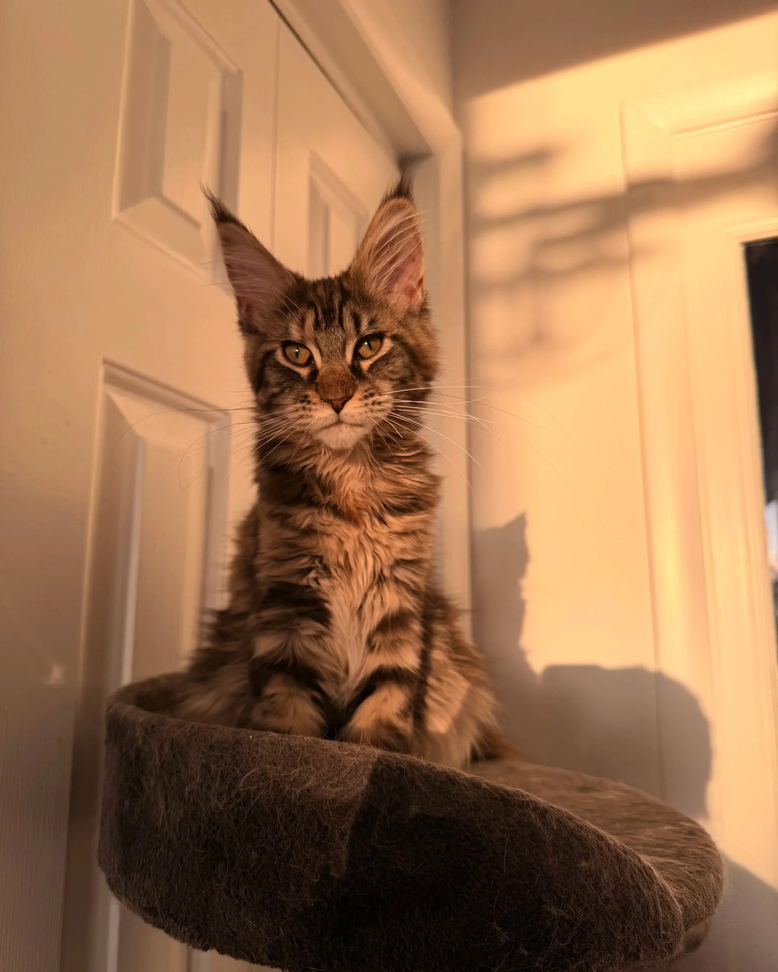 A tabby cat with large ears and yellow eyes sitting on a dark brown carpeted surface in front of a white paneled wall, illuminated by warm indoor lighting.