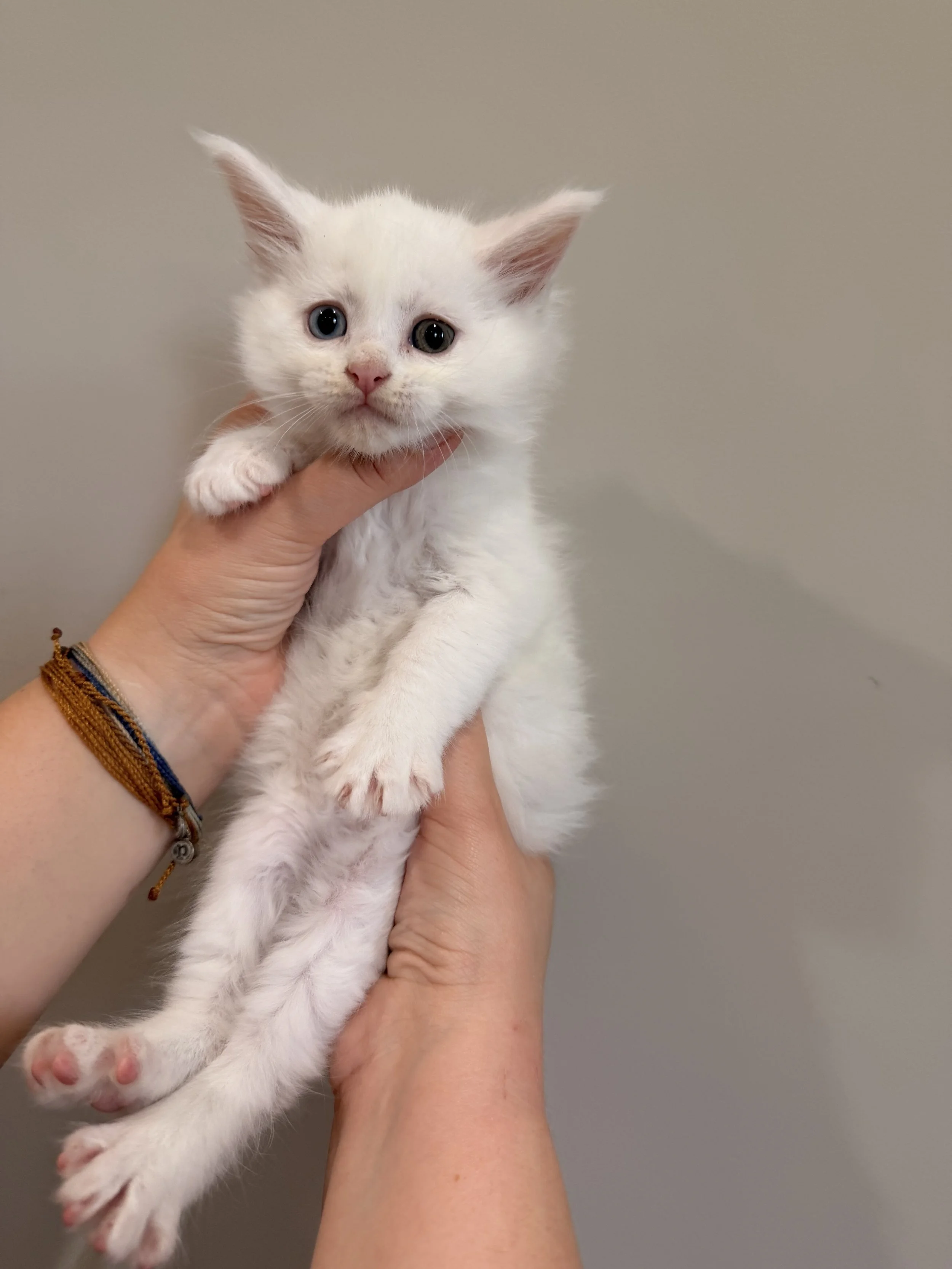 A white kitten with heterochromatic eyes being held gently by a person's hand against a plain gray background.
