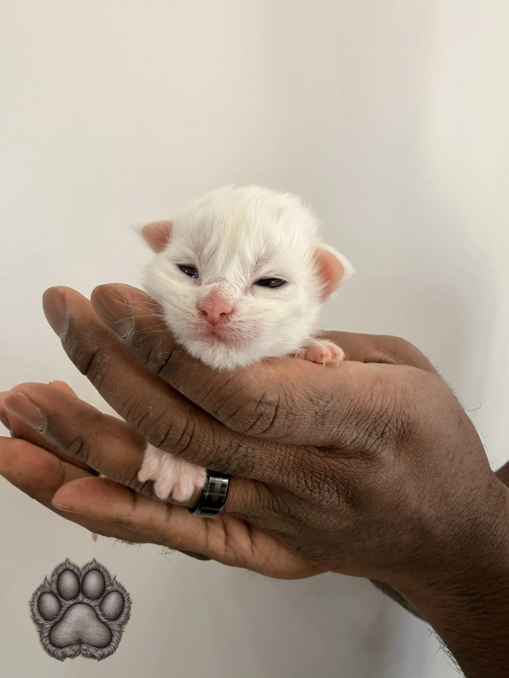 A person with brown skin holding a tiny white kitten against a plain off-white background. The kitten appears to be a newborn, with closed eyes and pink nose, and is resting in the person's hand.