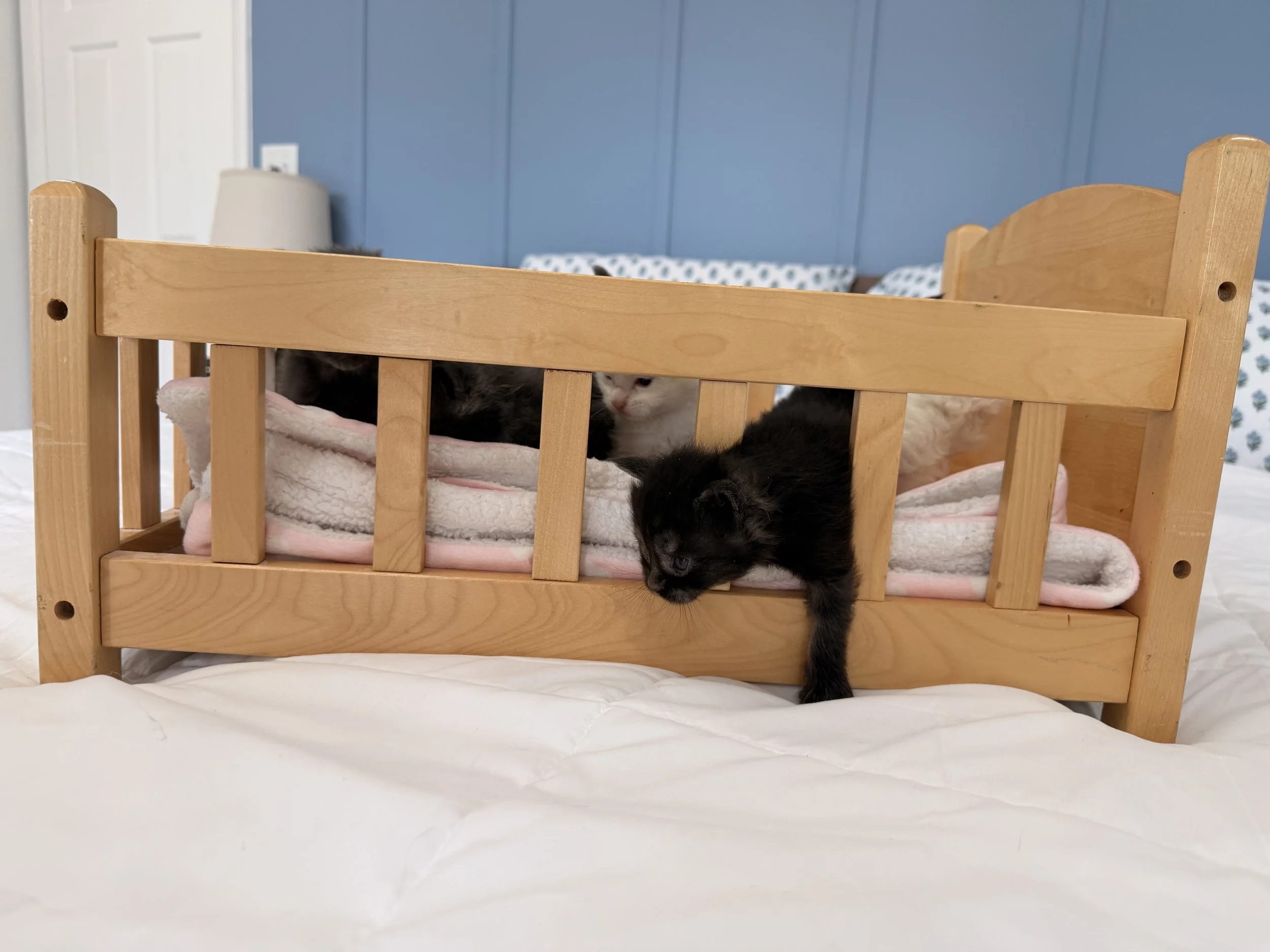 Four kittens inside a wooden pet bed with a pink blanket, located in a room with blue walls and a white bedspread.