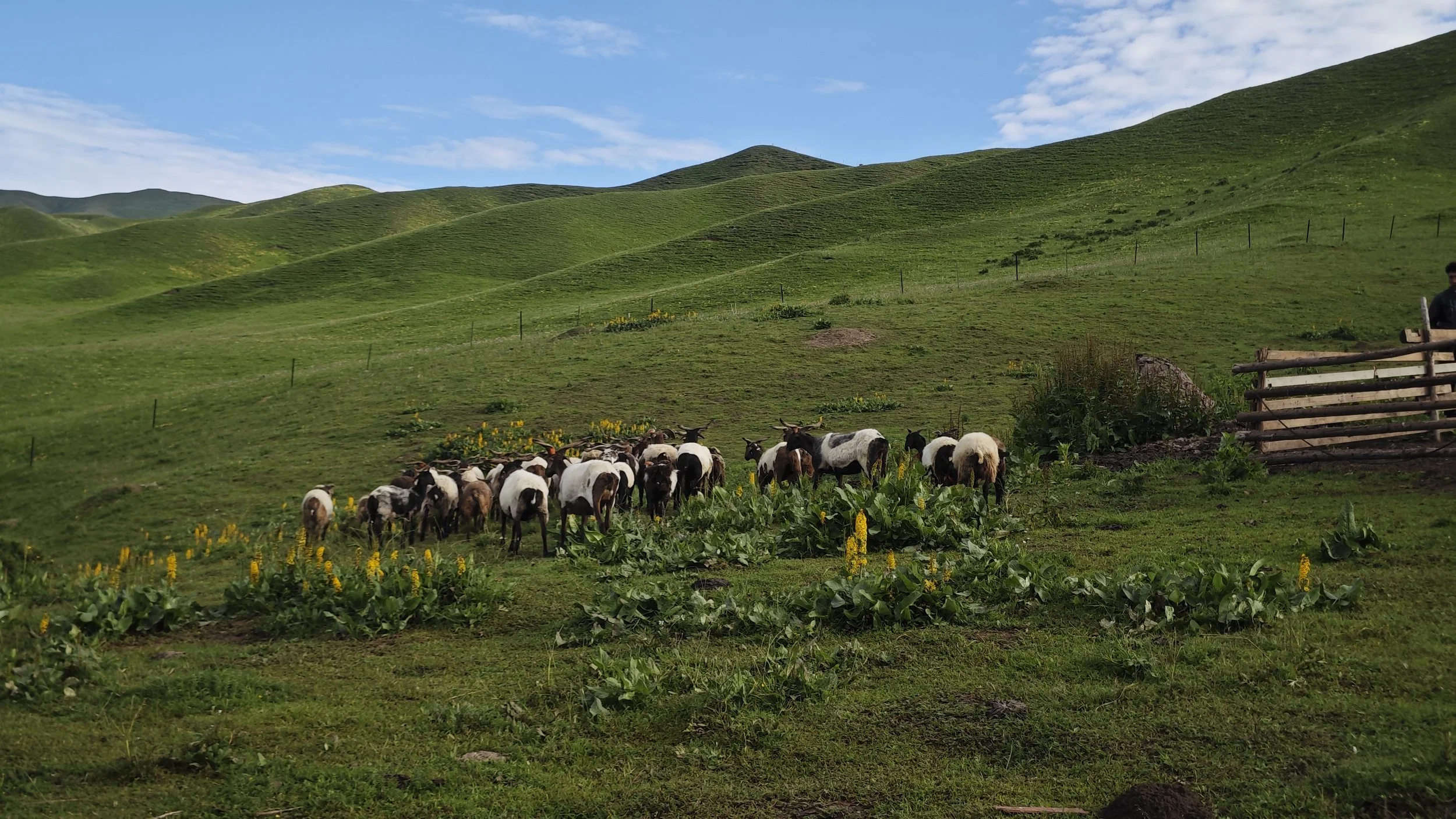 Herding