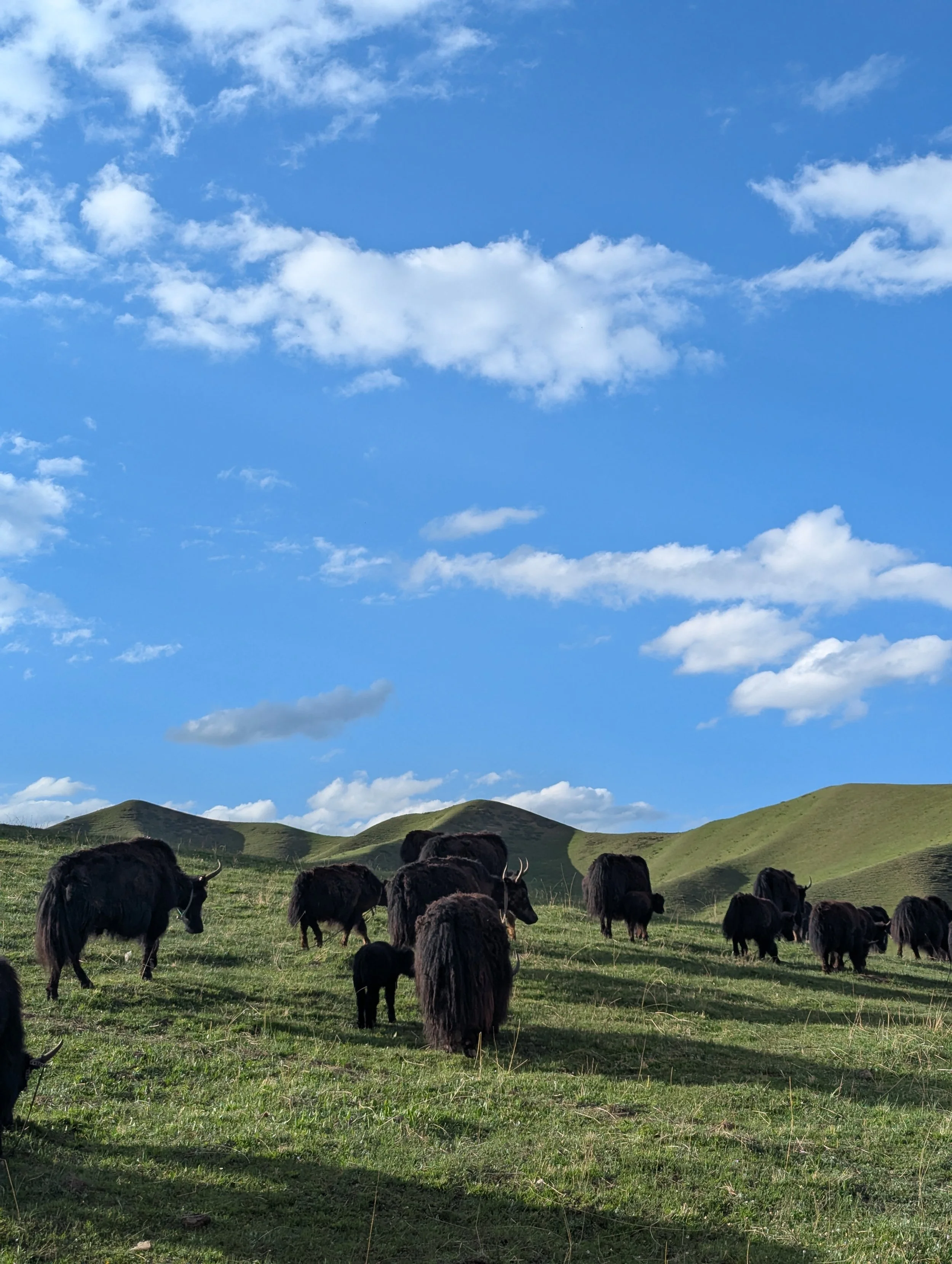 clear sky herding.jpg
