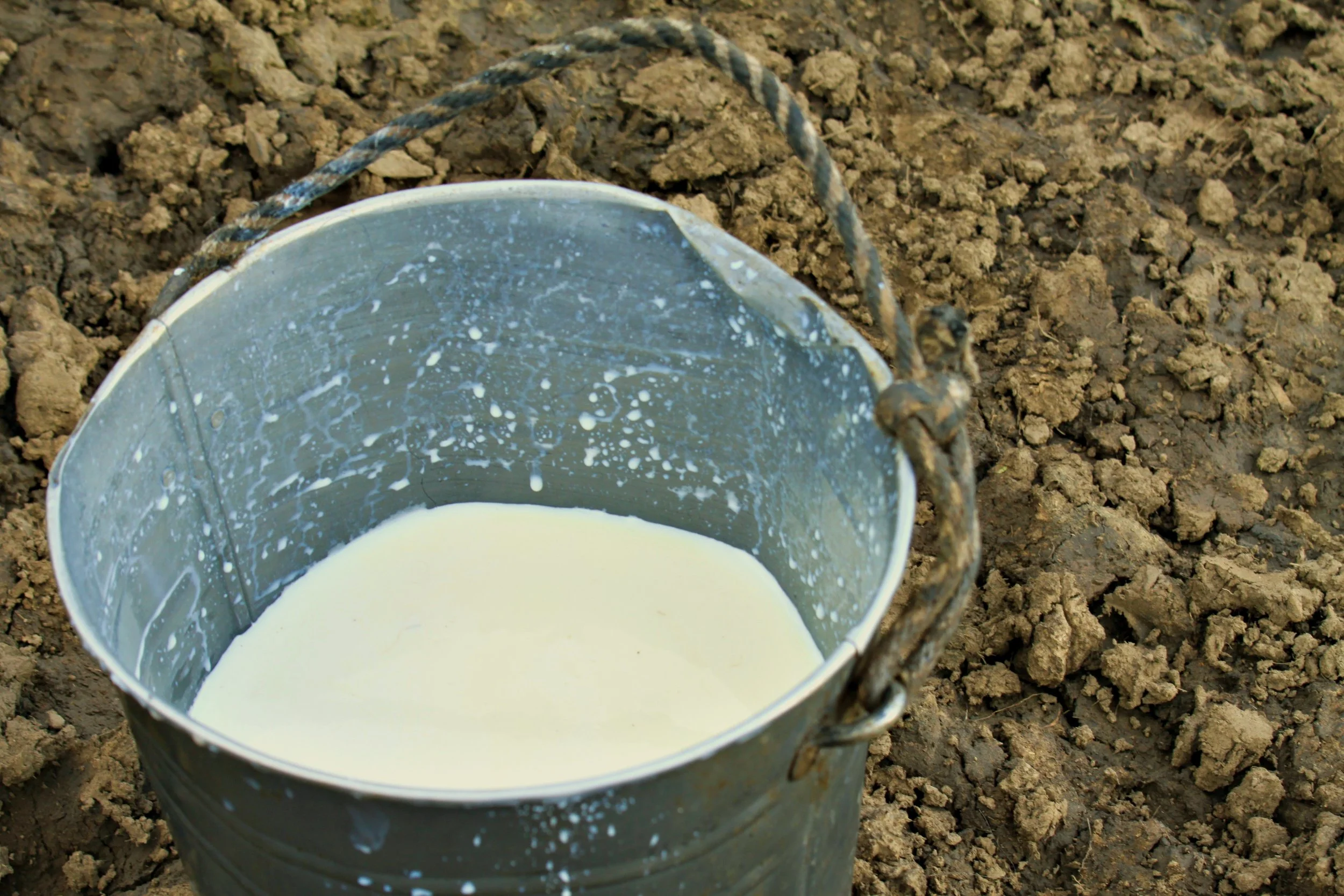 milk.JPG