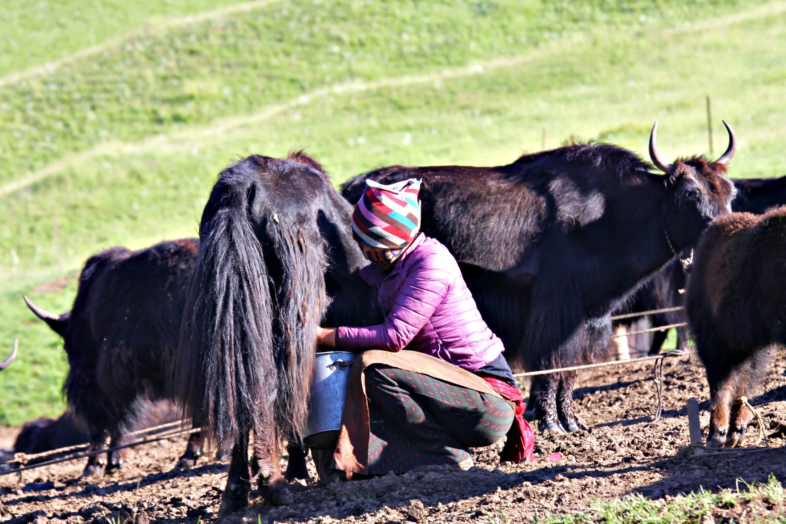 milking03.JPG