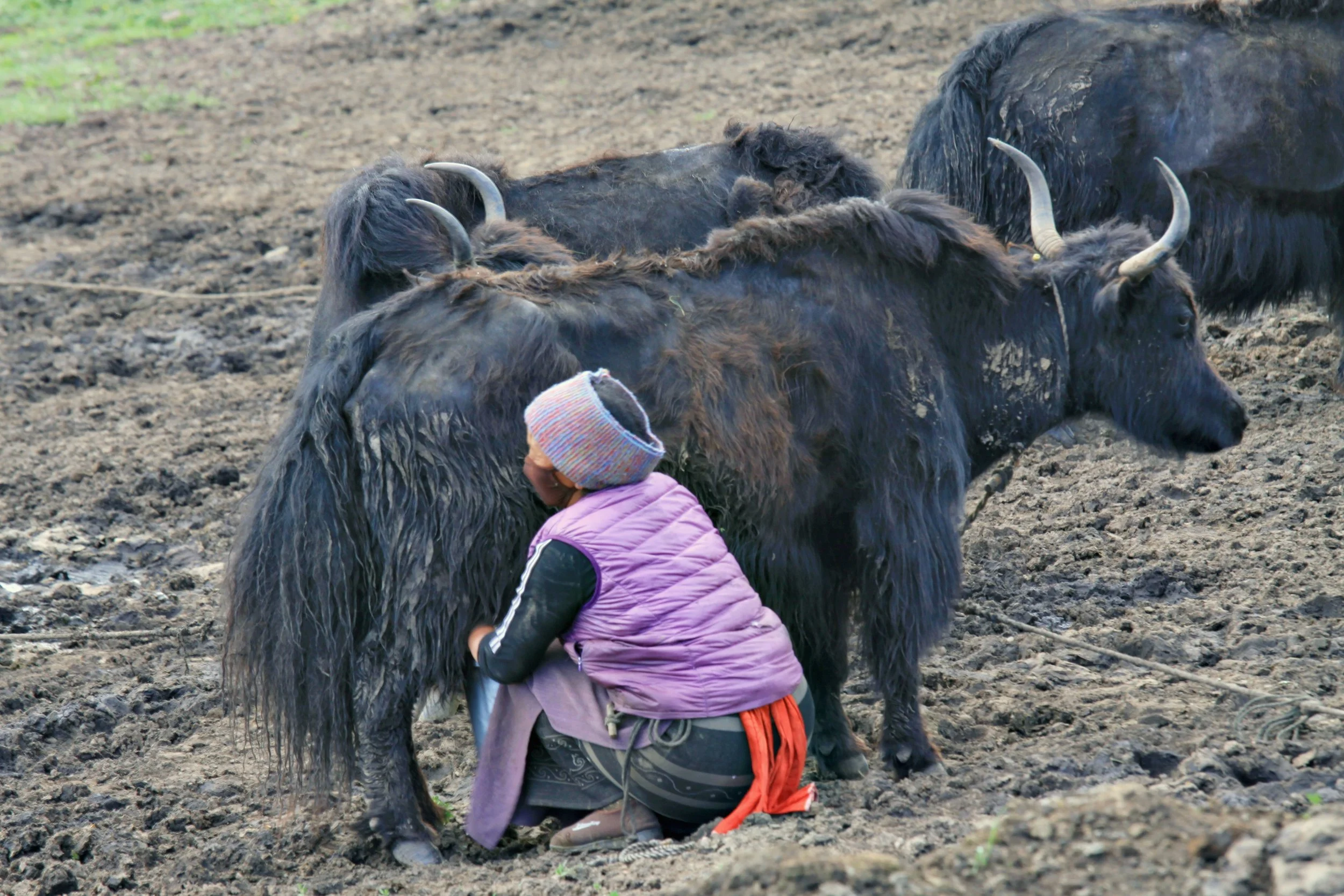 milking.JPG