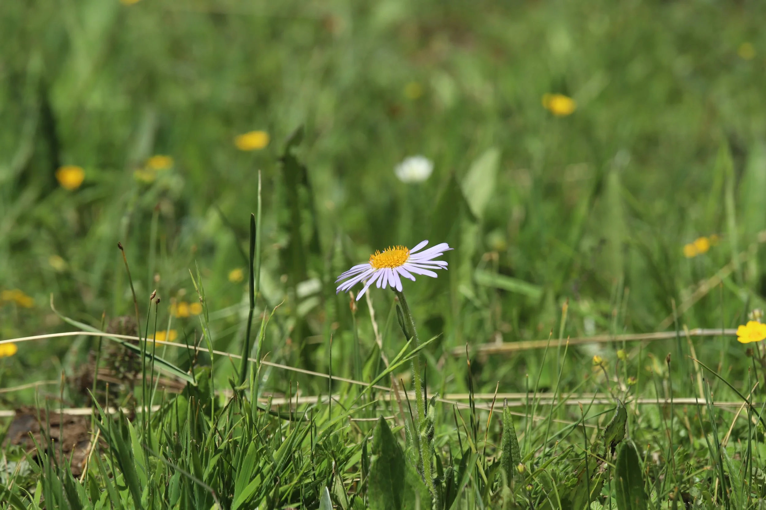 flowers.jpeg