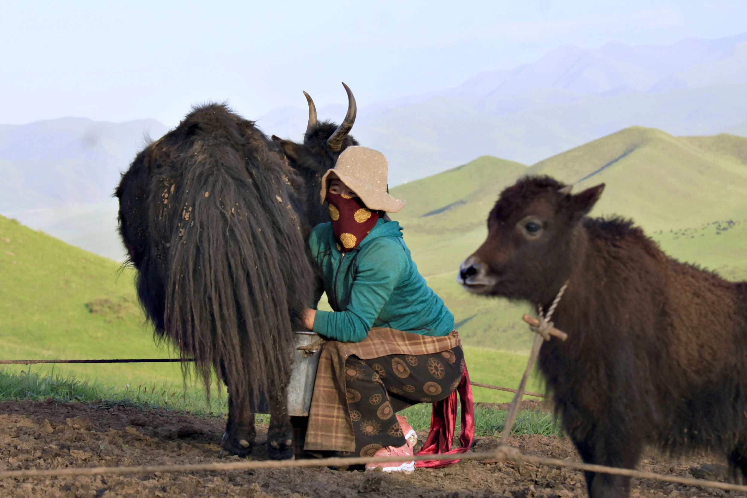 milking02.JPG