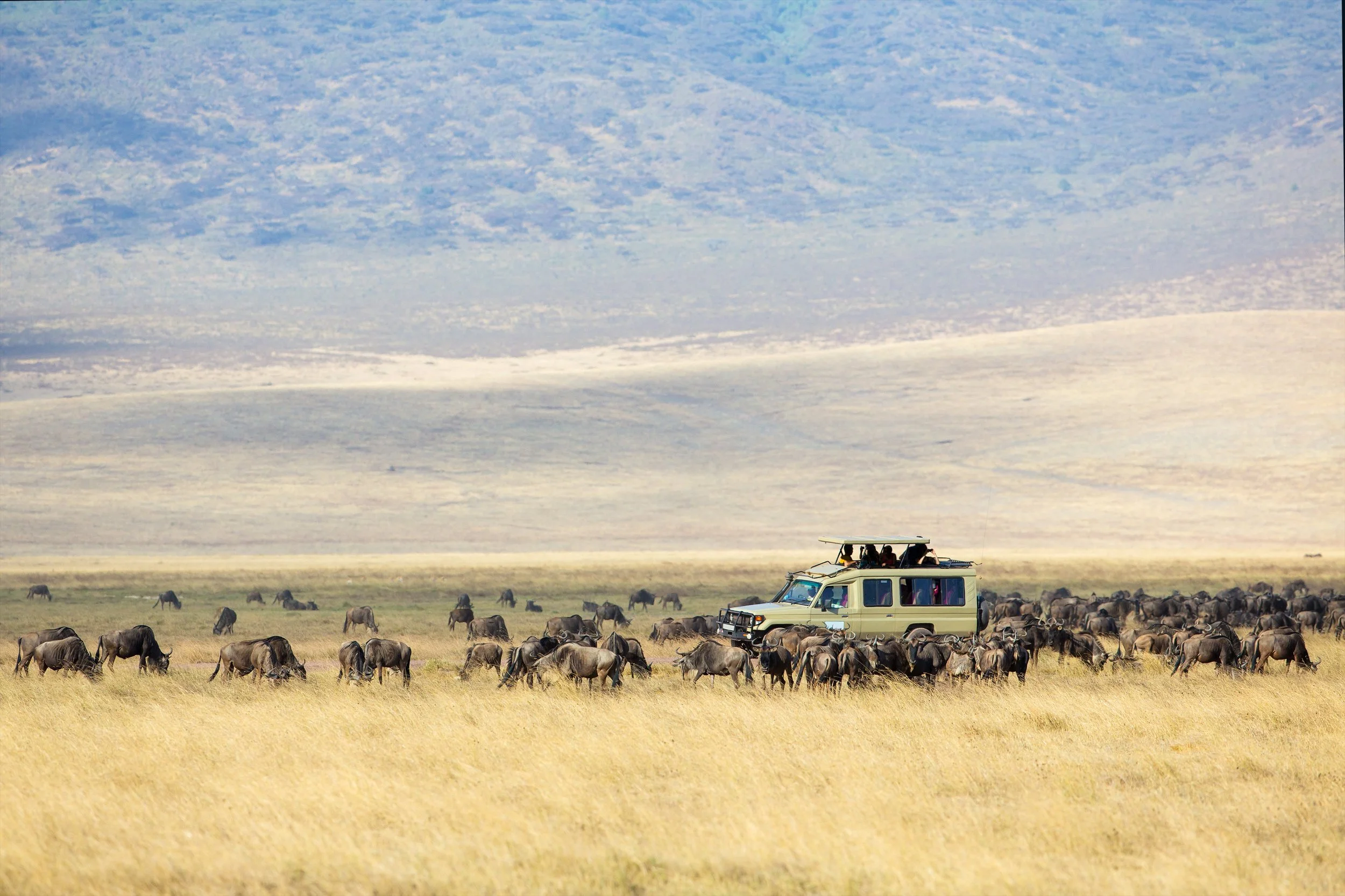 Safari vehicle overlooking a herd of wildebeest crossing the Serengeti.