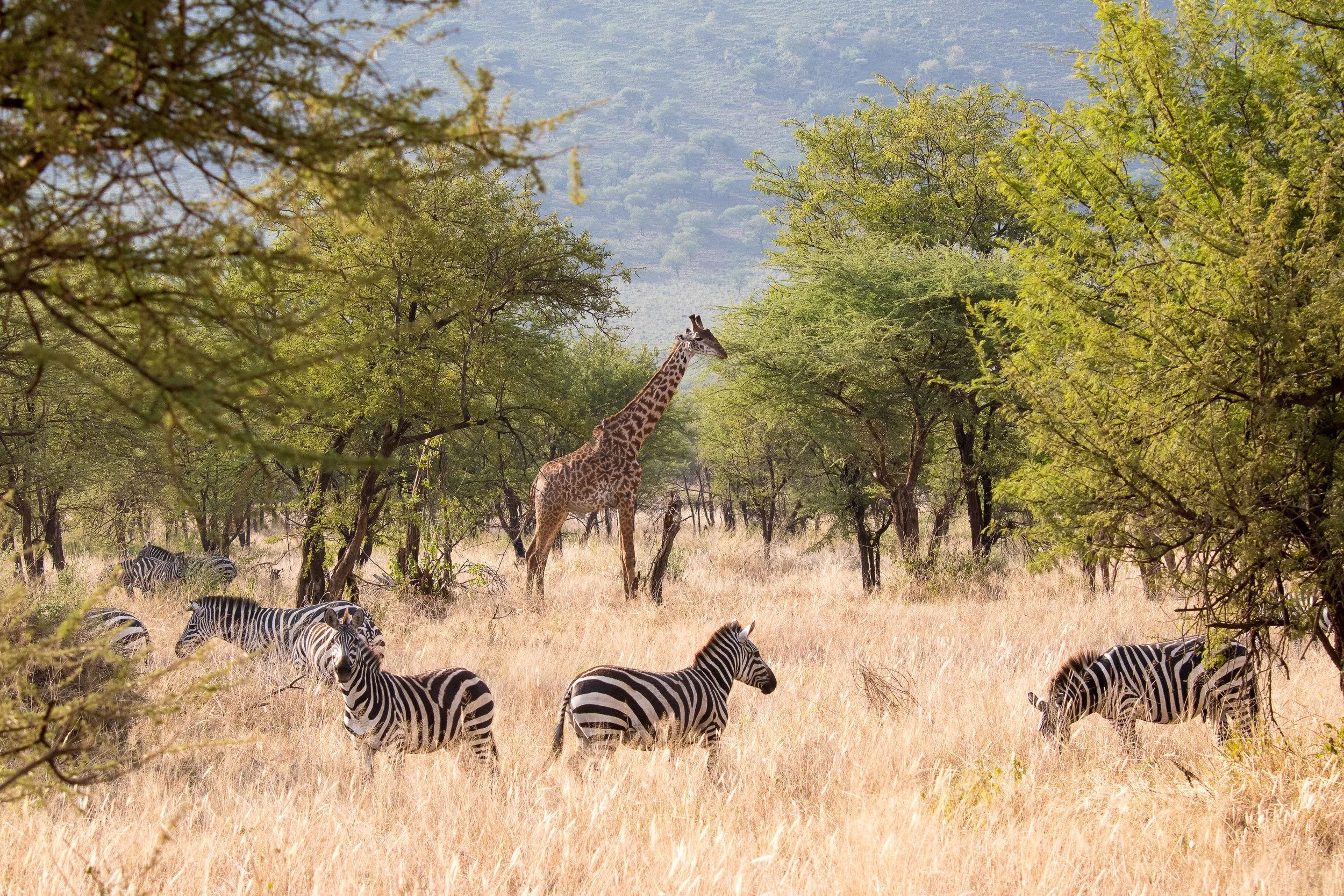 Giraffe standing on the Serengeti plains beneath a blue sky, surrounded by zebras, one is facing right, and the other is looking at the camera.
