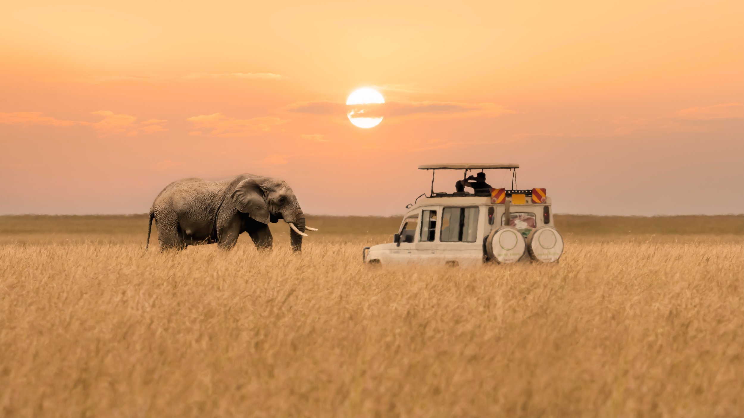 Elephant in the grass, head to head with a safari vehicle.