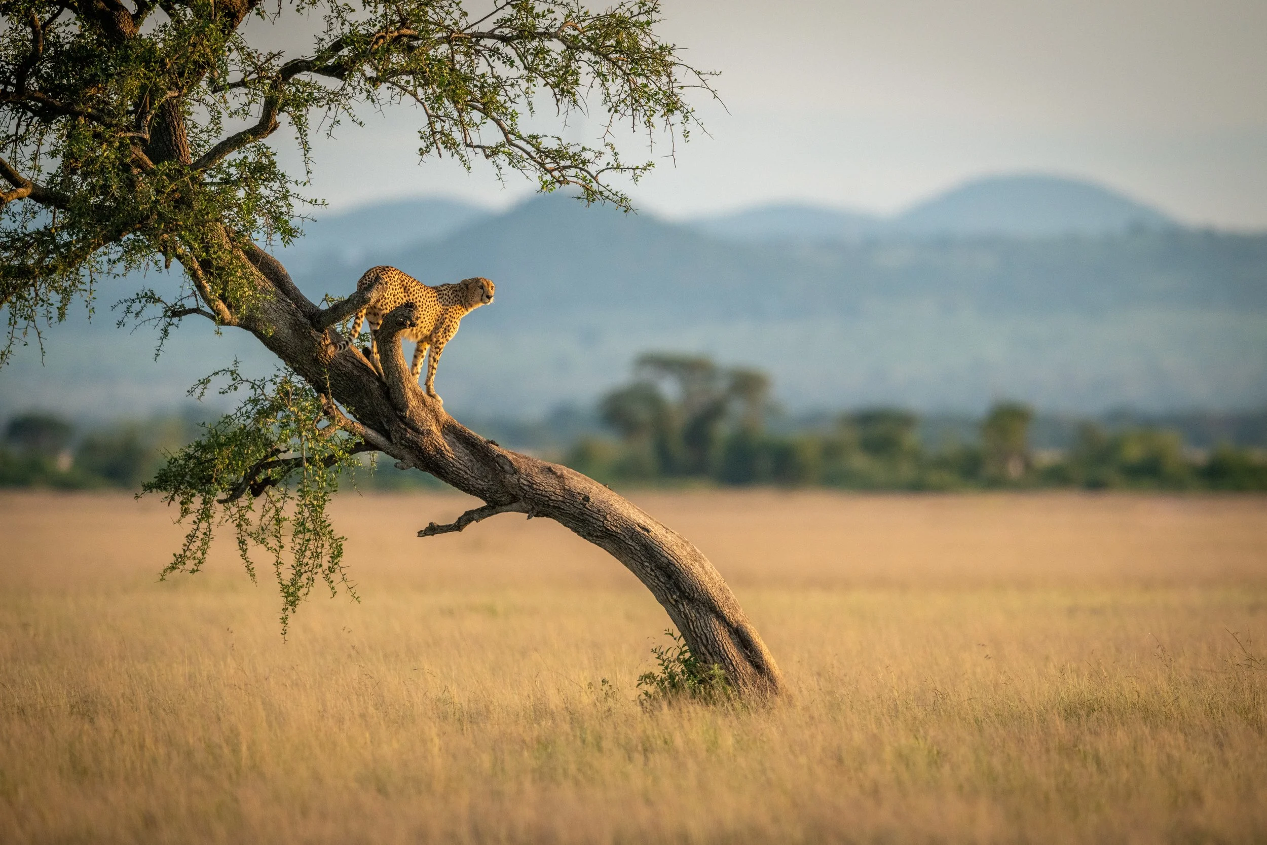 Cheetah resting on an acacia tree branch overlooking the savannah.