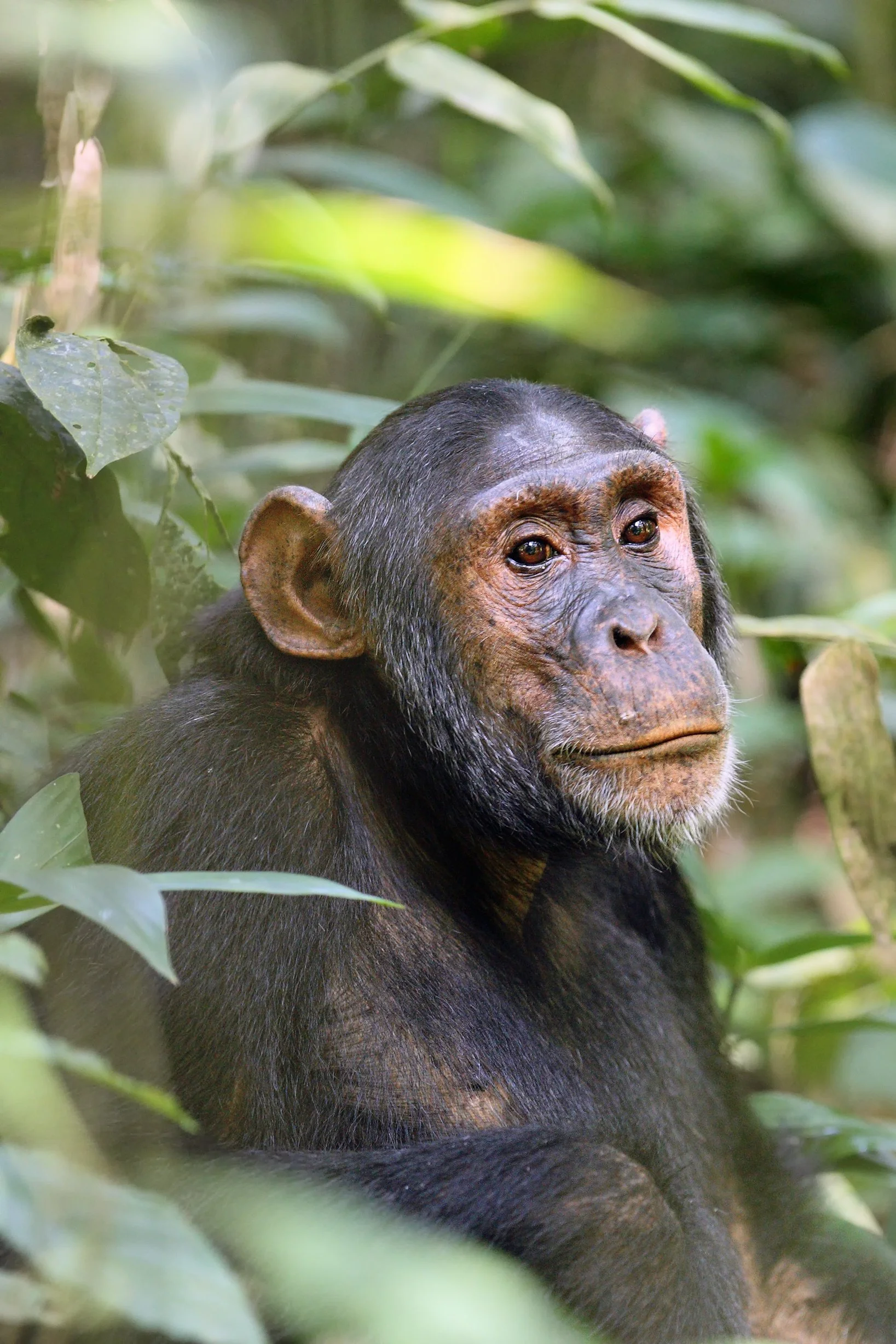 A chimpanzee in a tree, surrounded by tree leaves.