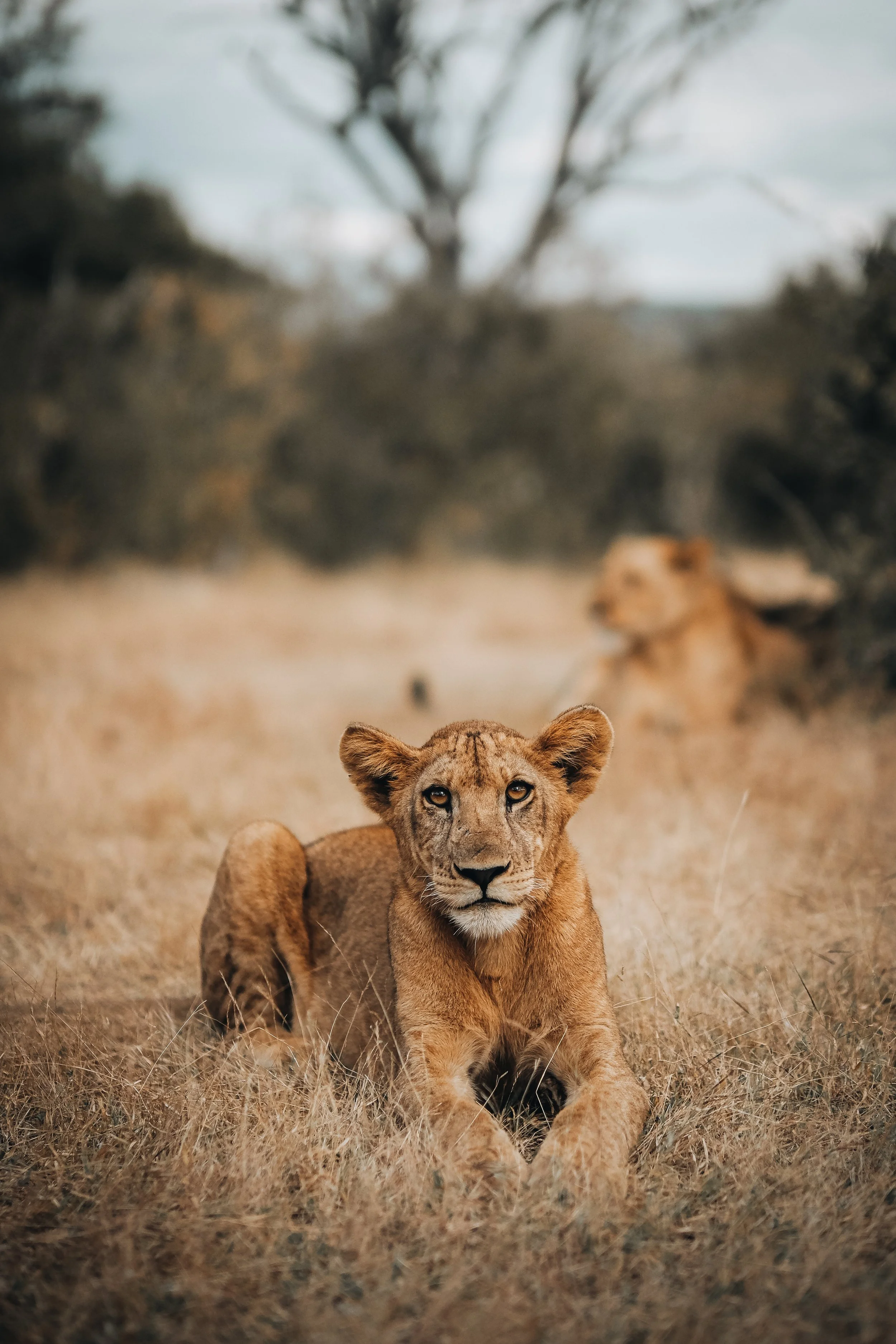 Lion cub lion, looking directly at the camera, resting in tall grass in Tanzania.