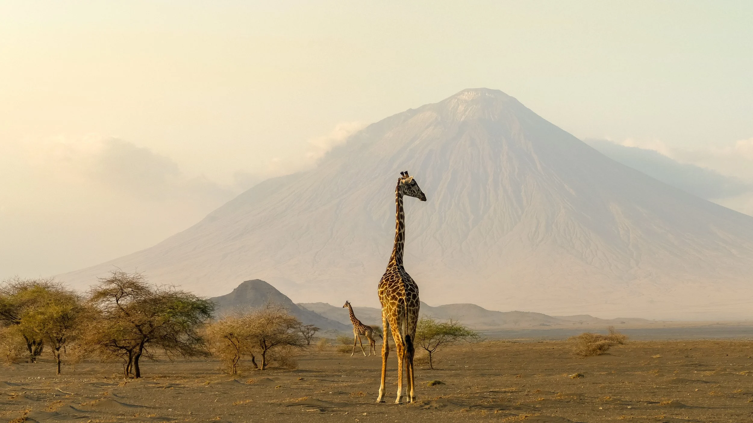 Two giraffes, one in the front and one in the middle ground with Mount Kilimanjaro in the background.