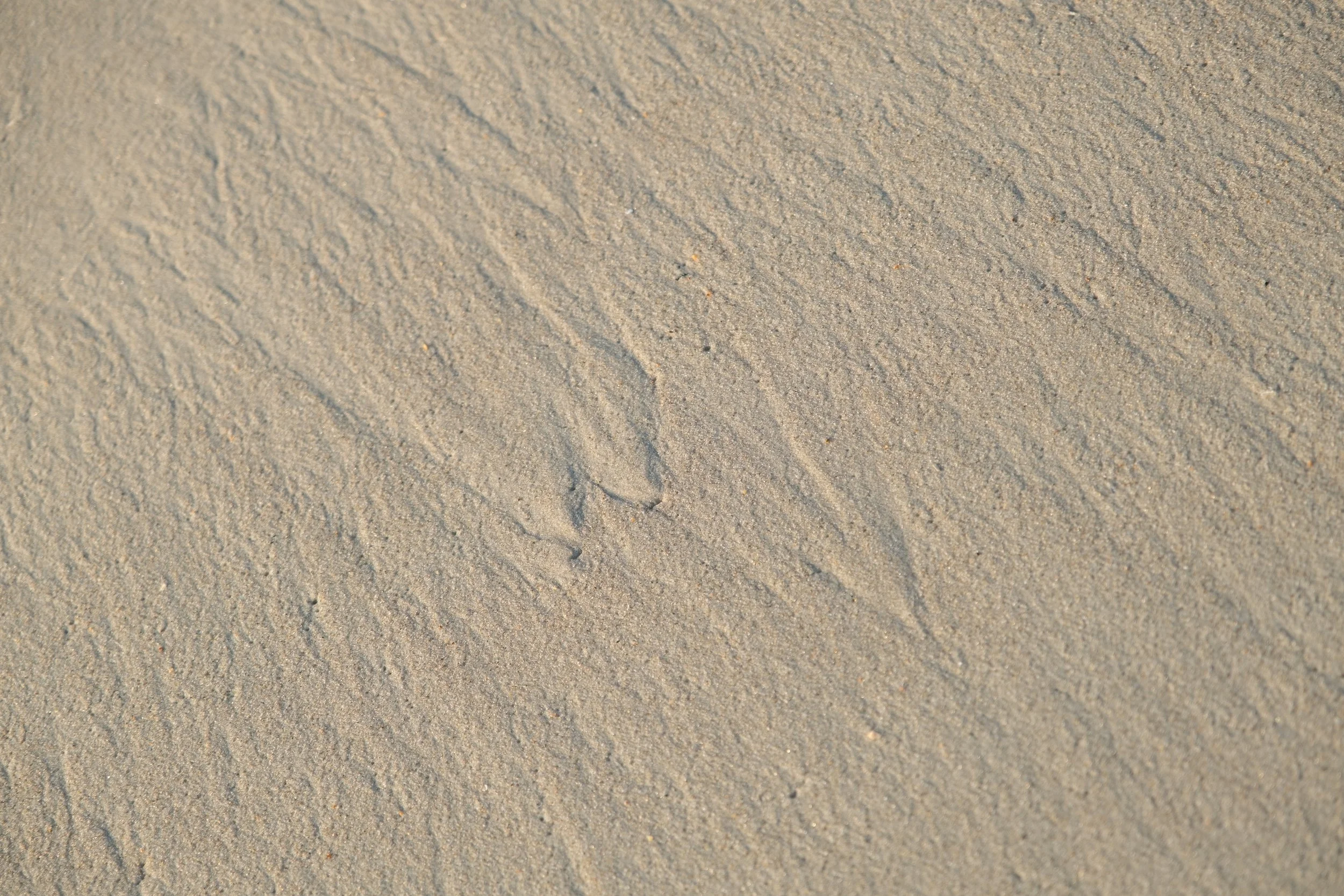 DSCF2831.jpg