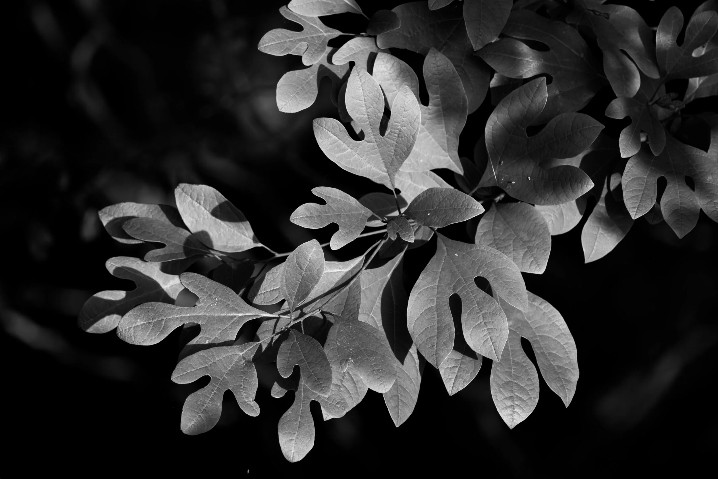 DSCF5165.jpg