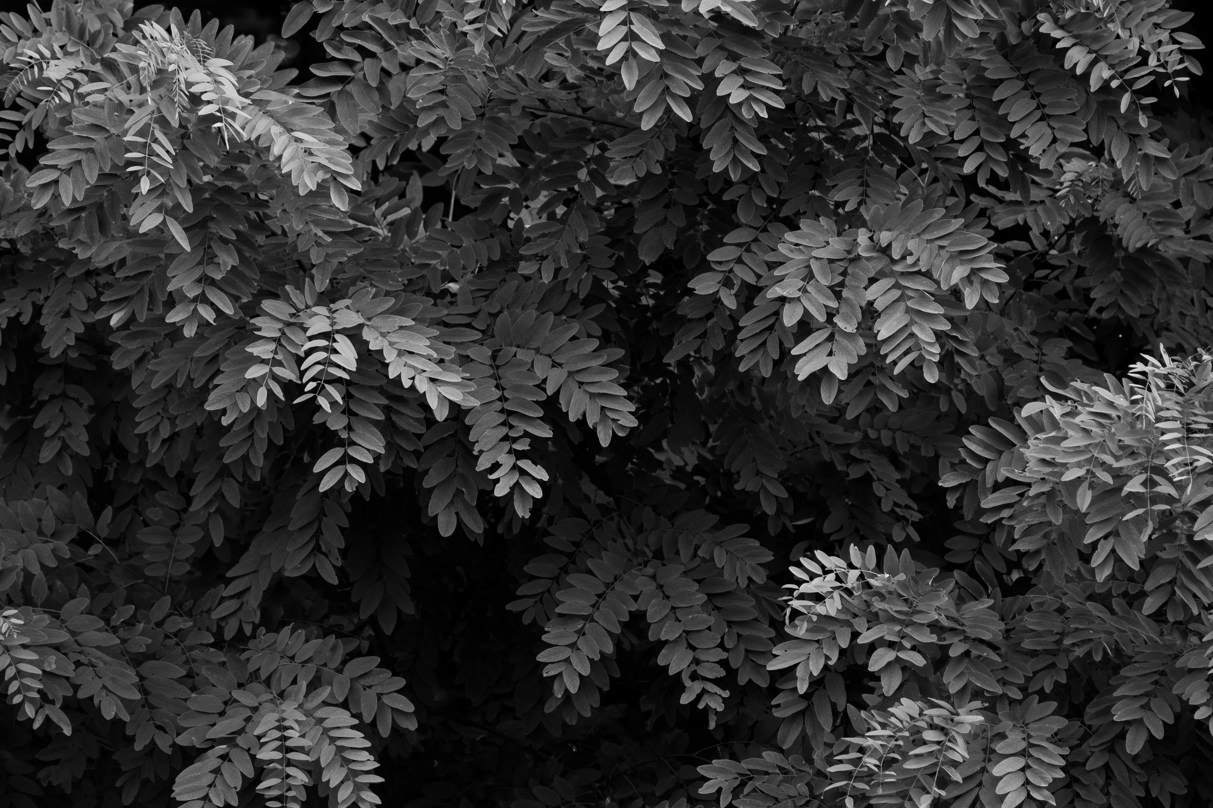 DSCF1379.jpg