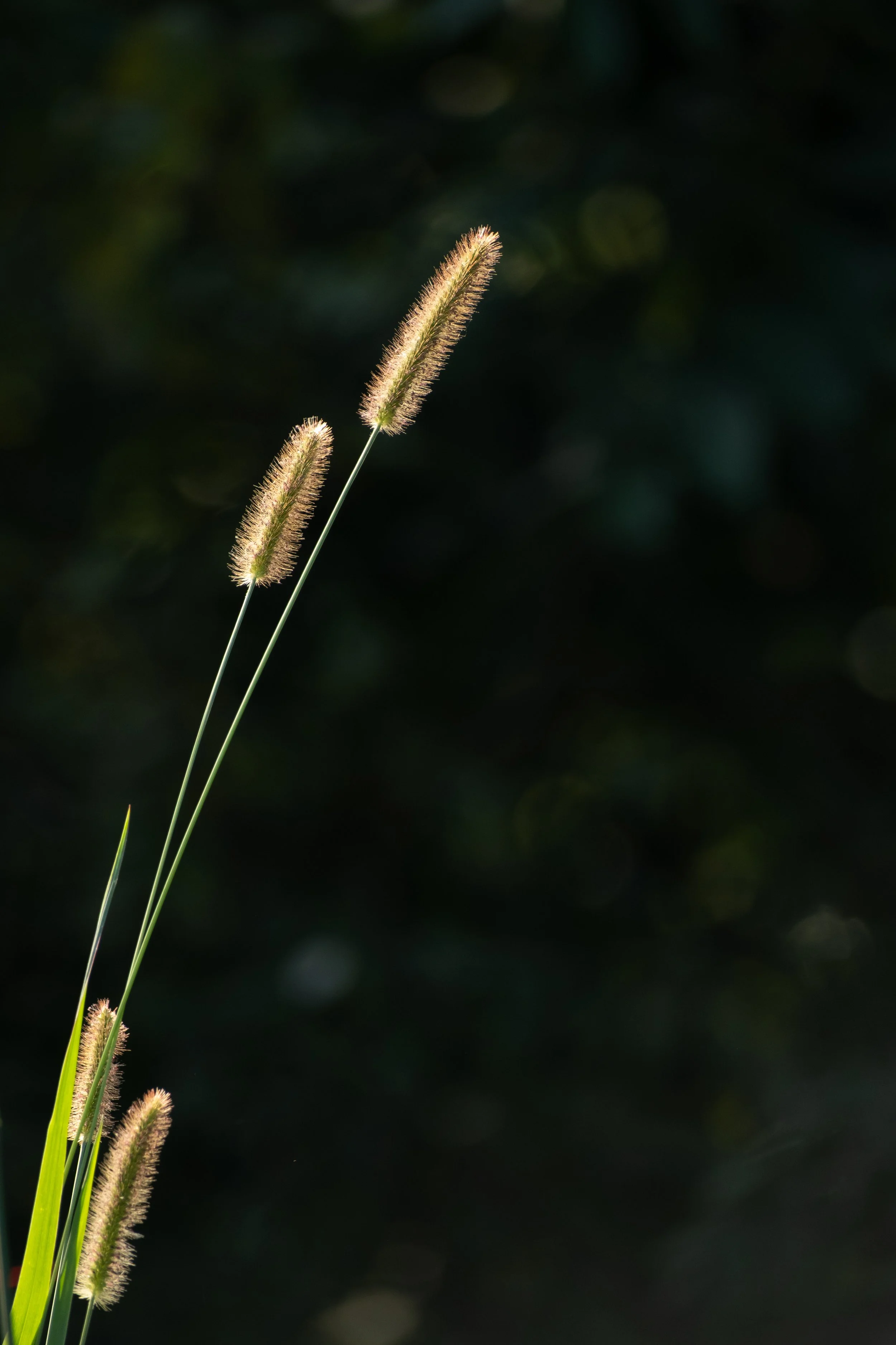 DSCF5146.jpg