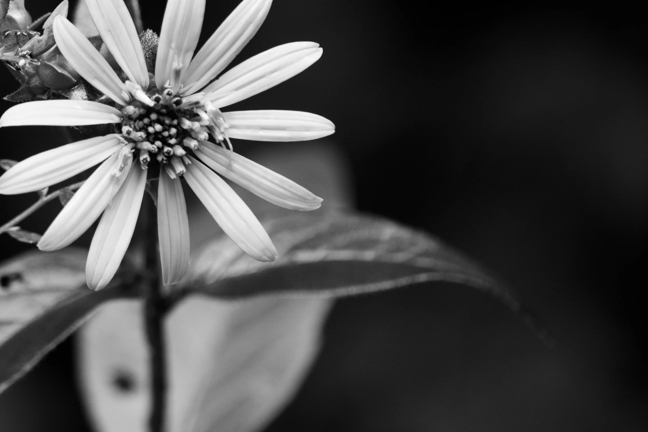 DSCF5439.jpg