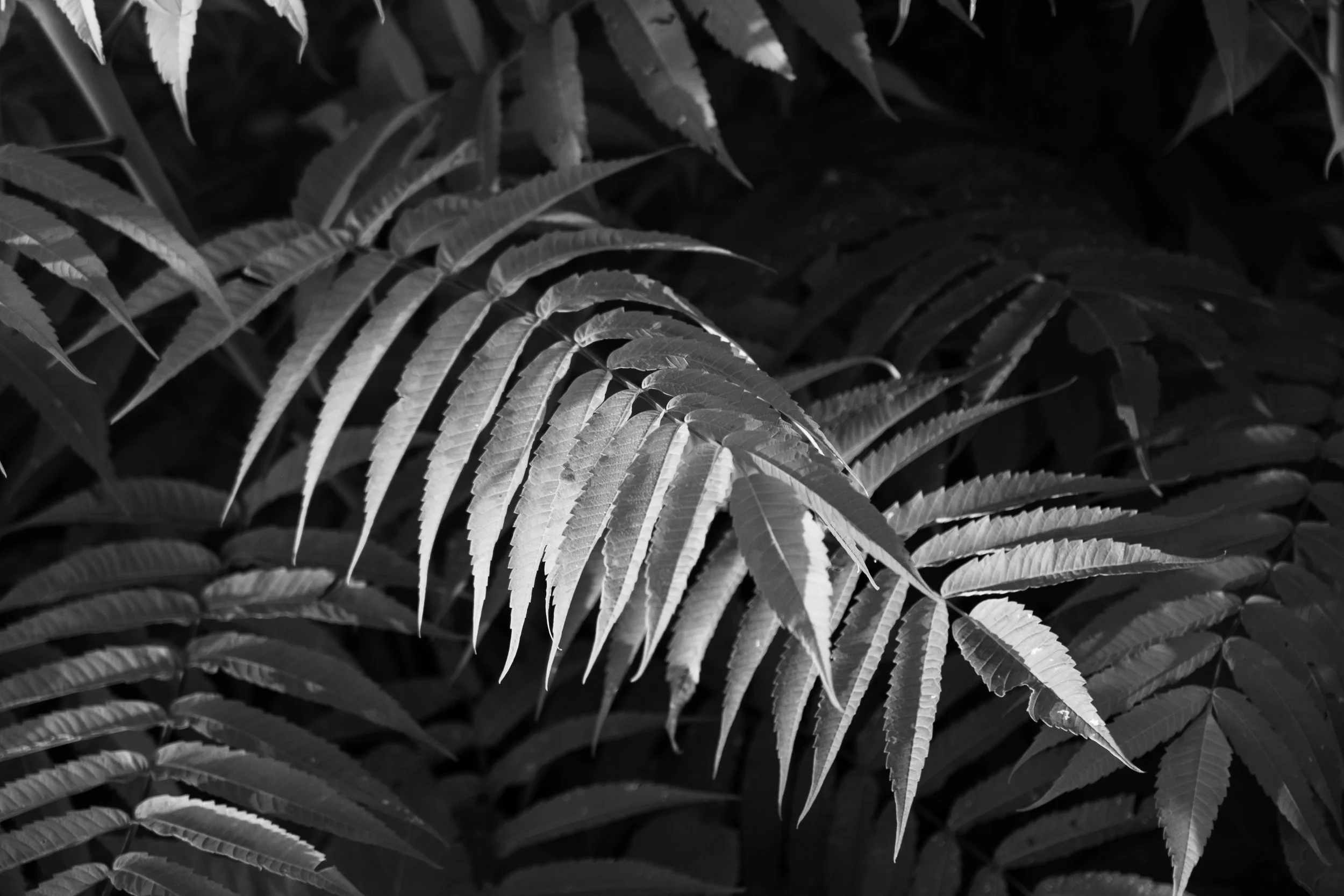 DSCF3524.jpg