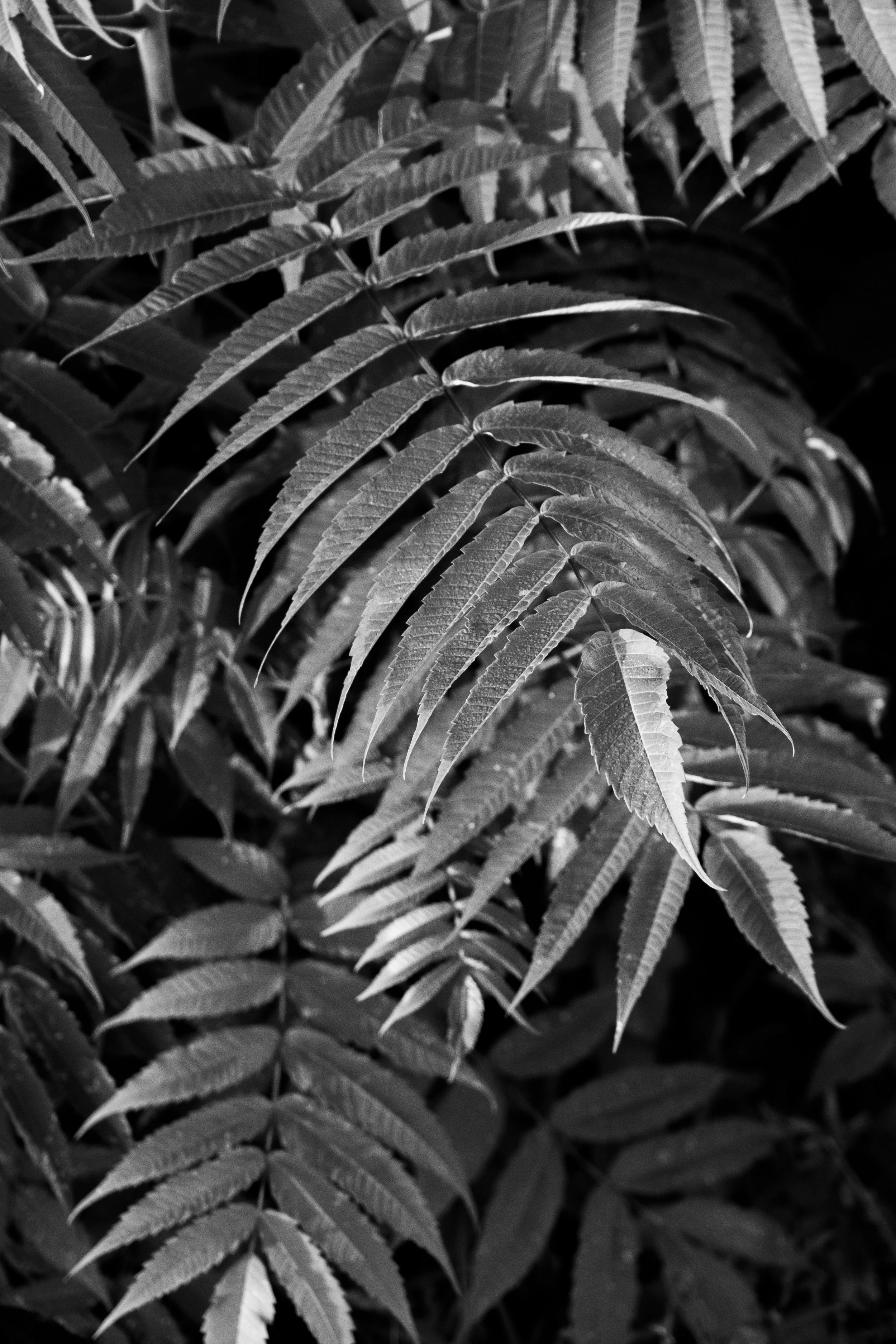 DSCF3537.jpg